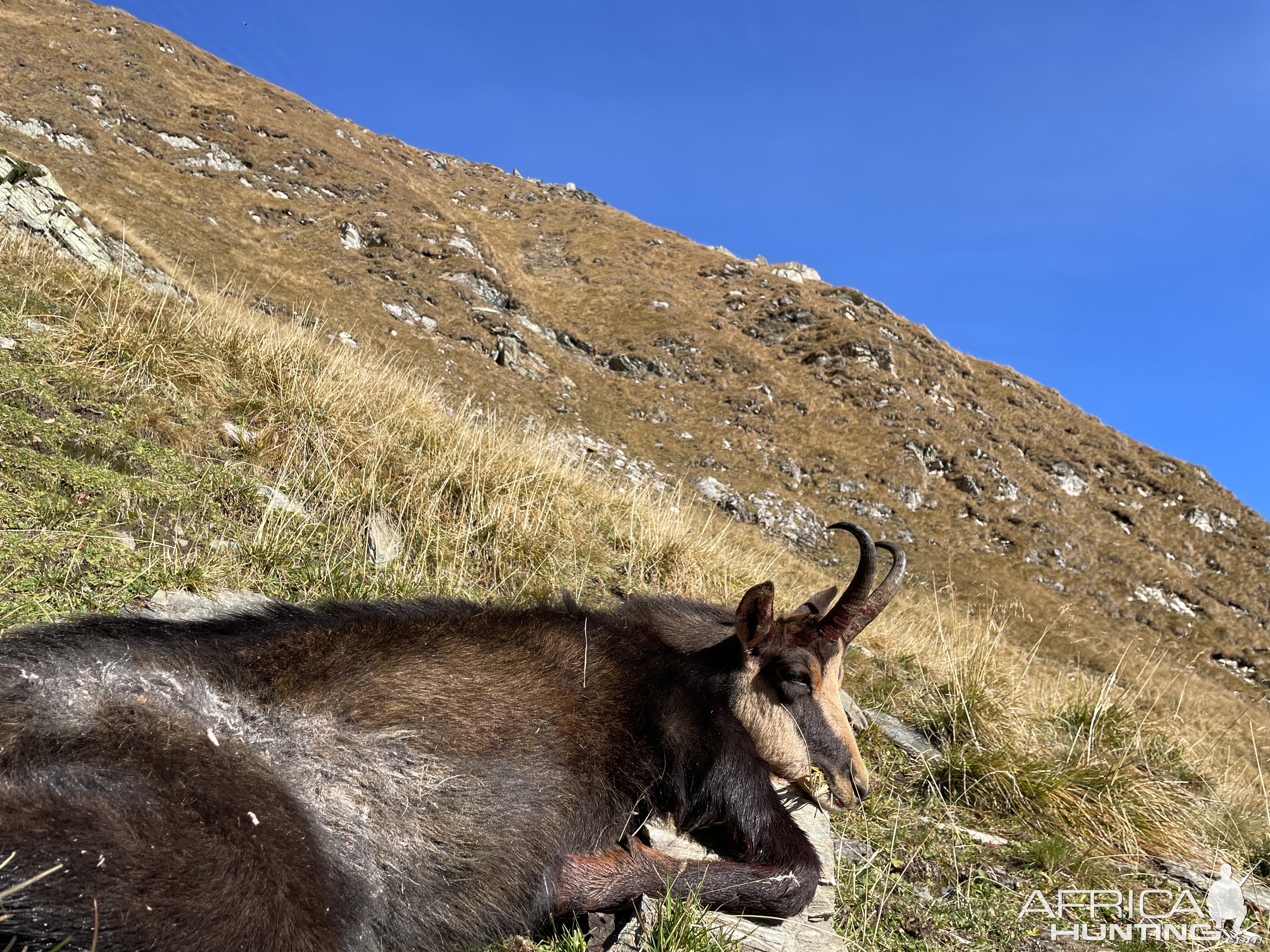 Hunting Chamois Romania