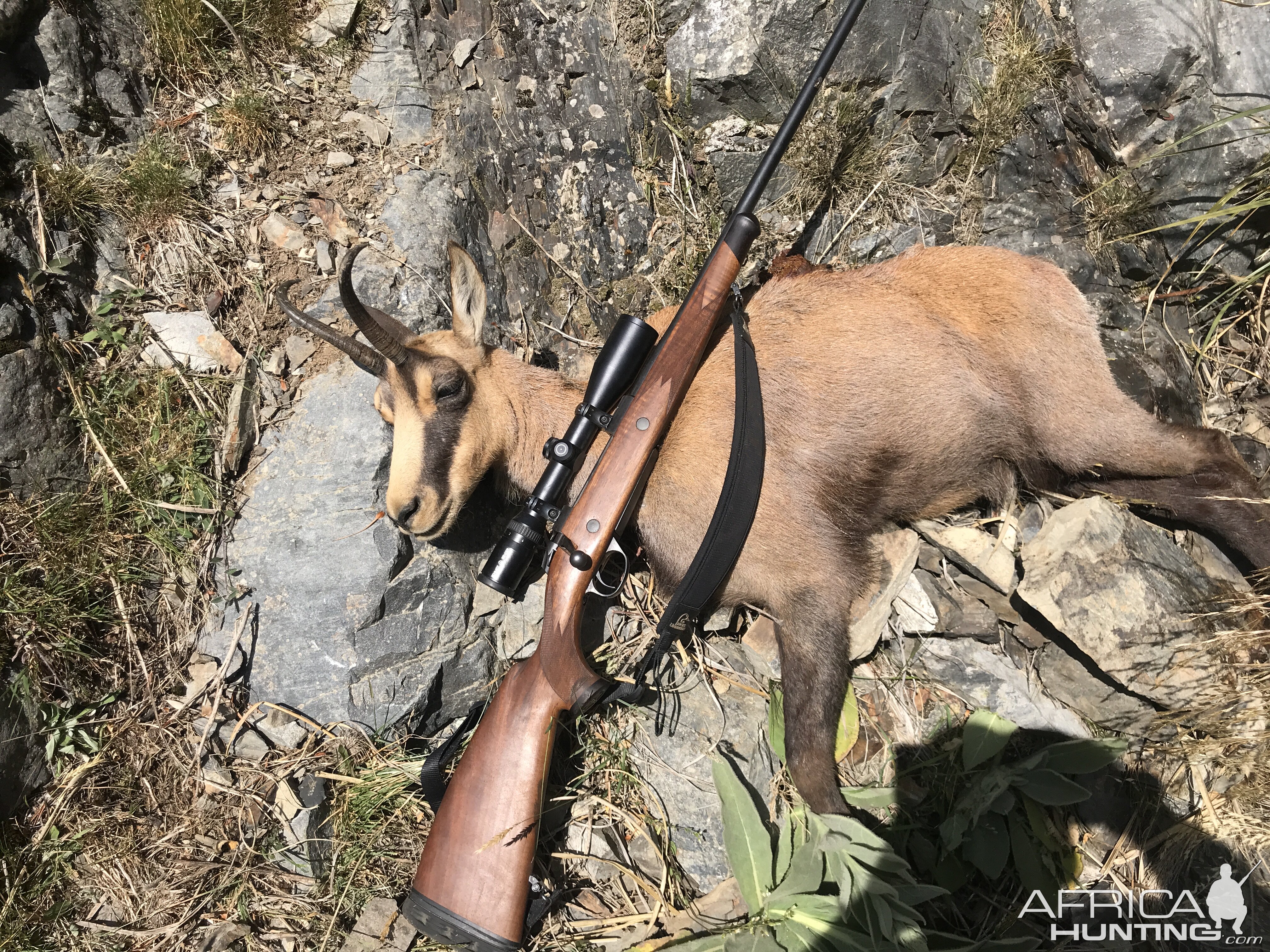 Hunting Chamois