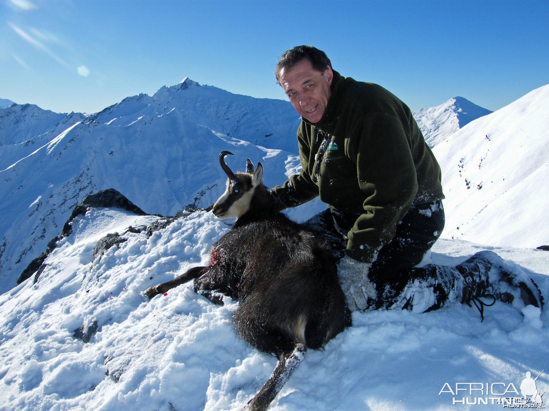 Hunting Chamois