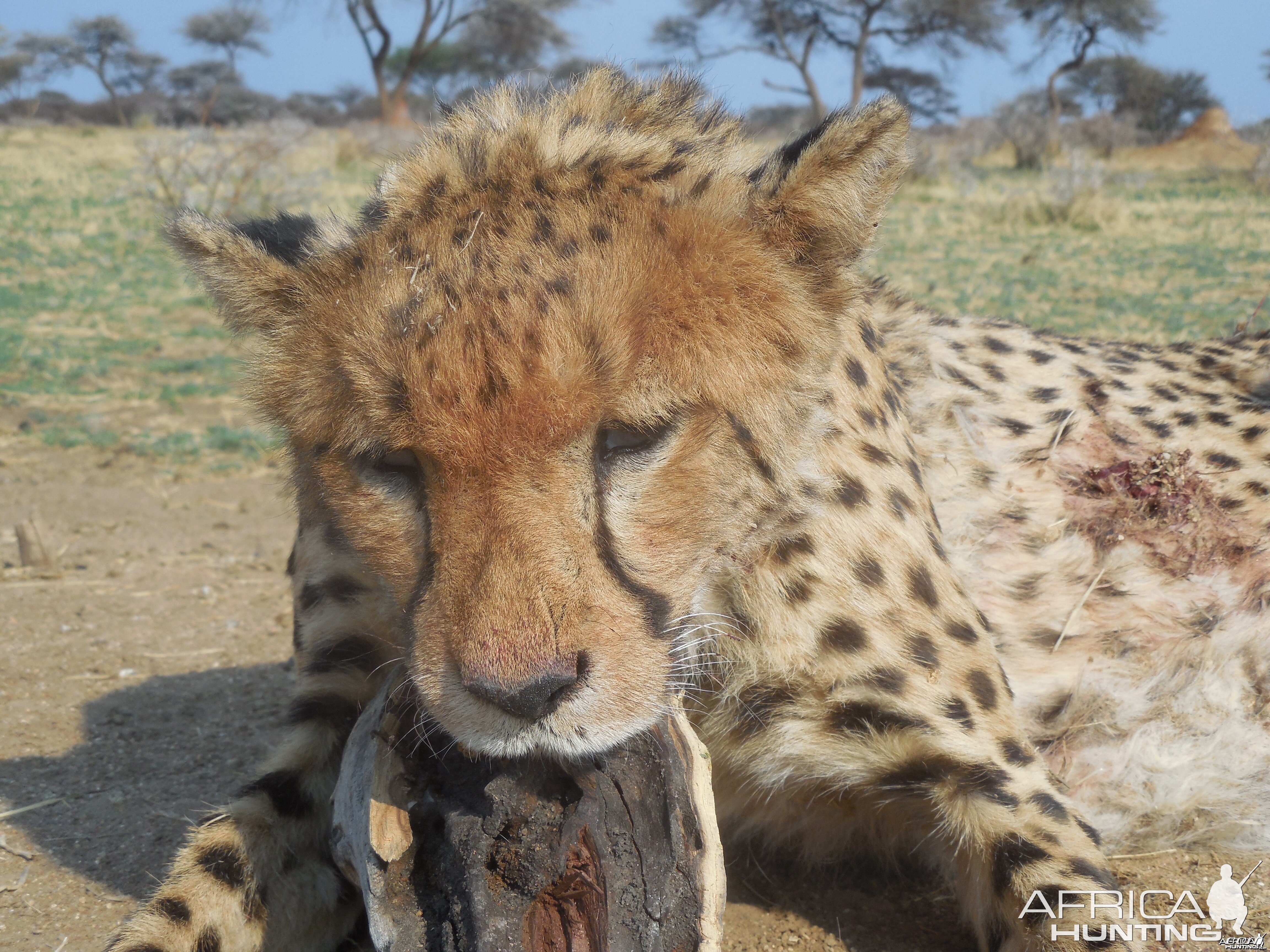 Hunting Cheetah at Ozondjahe Hunting Safaris in Namibia