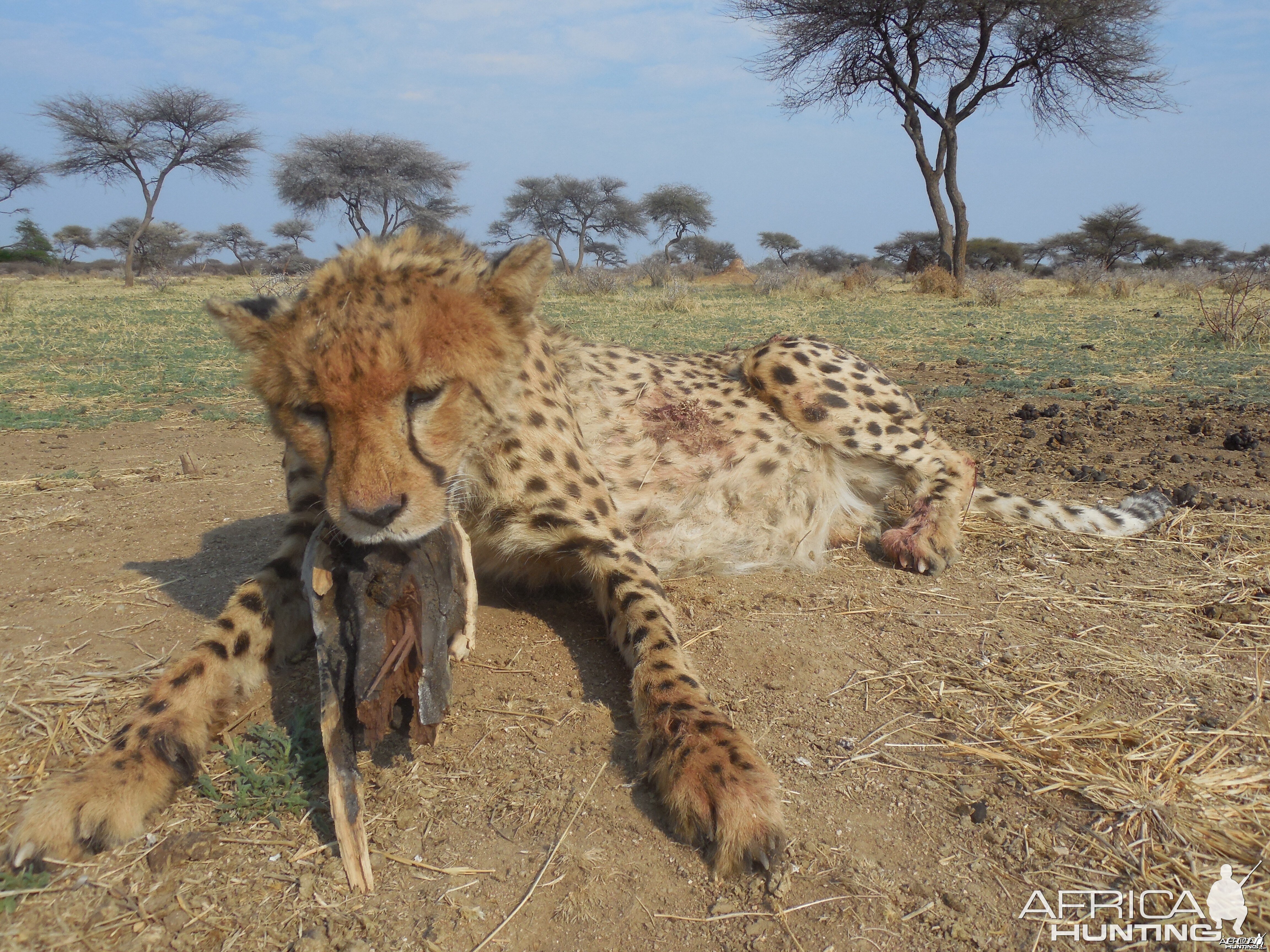 Hunting Cheetah at Ozondjahe Hunting Safaris in Namibia