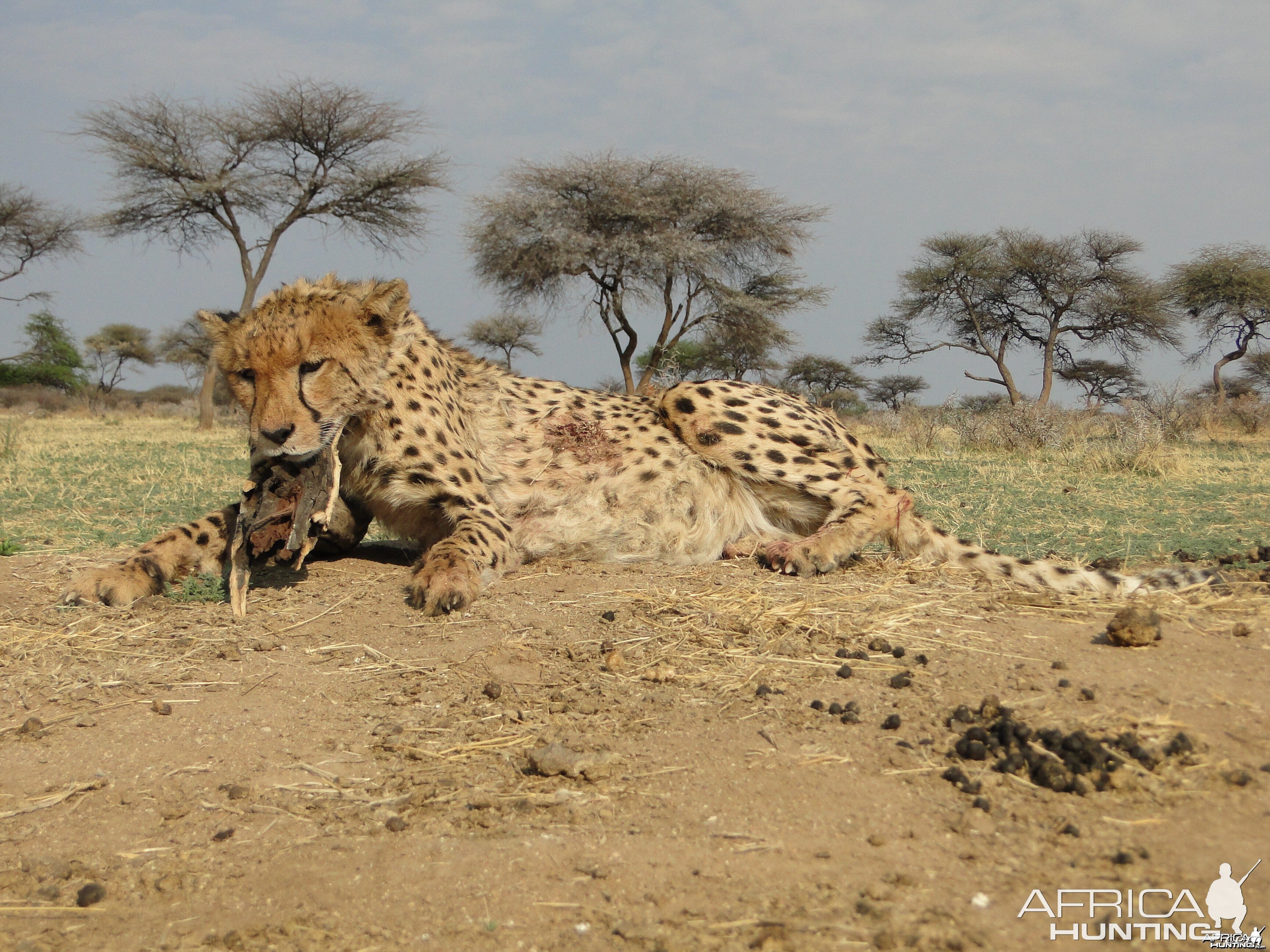 Hunting Cheetah at Ozondjahe Hunting Safaris in Namibia