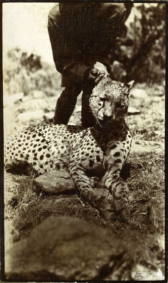 Hunting Cheetah in Africa