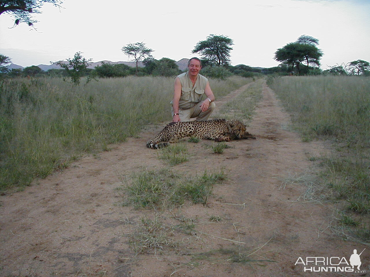 Hunting Cheetah in Namibia