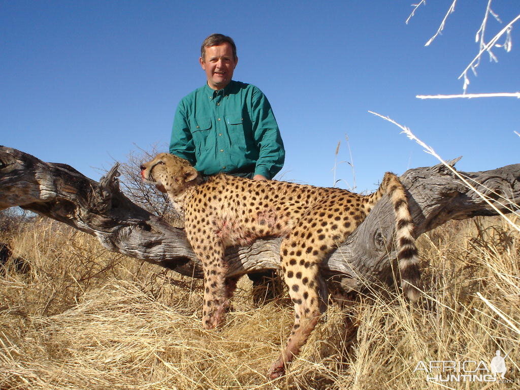 Hunting Cheetah in Namibia