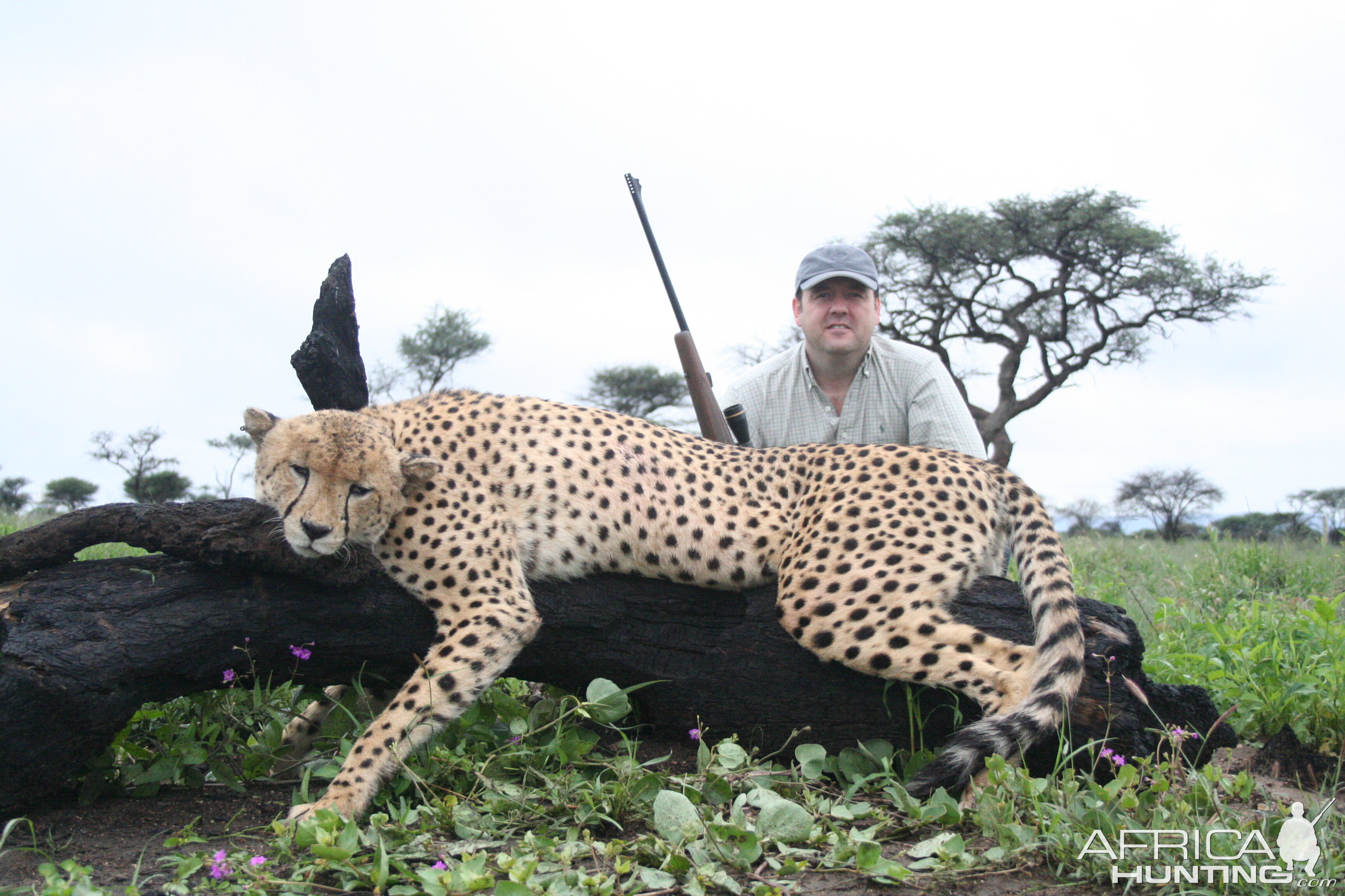 Hunting Cheetah in Namibia