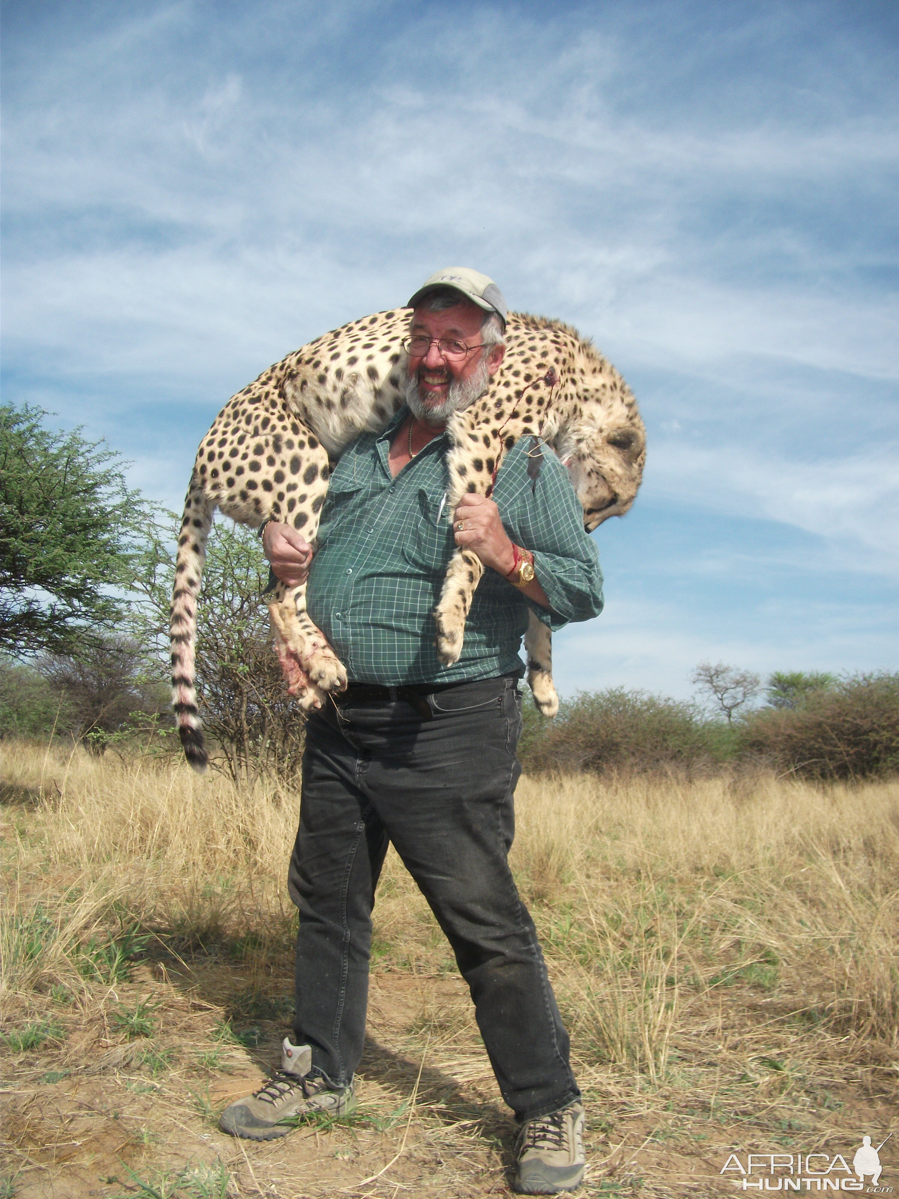 Hunting Cheetah in Namibia