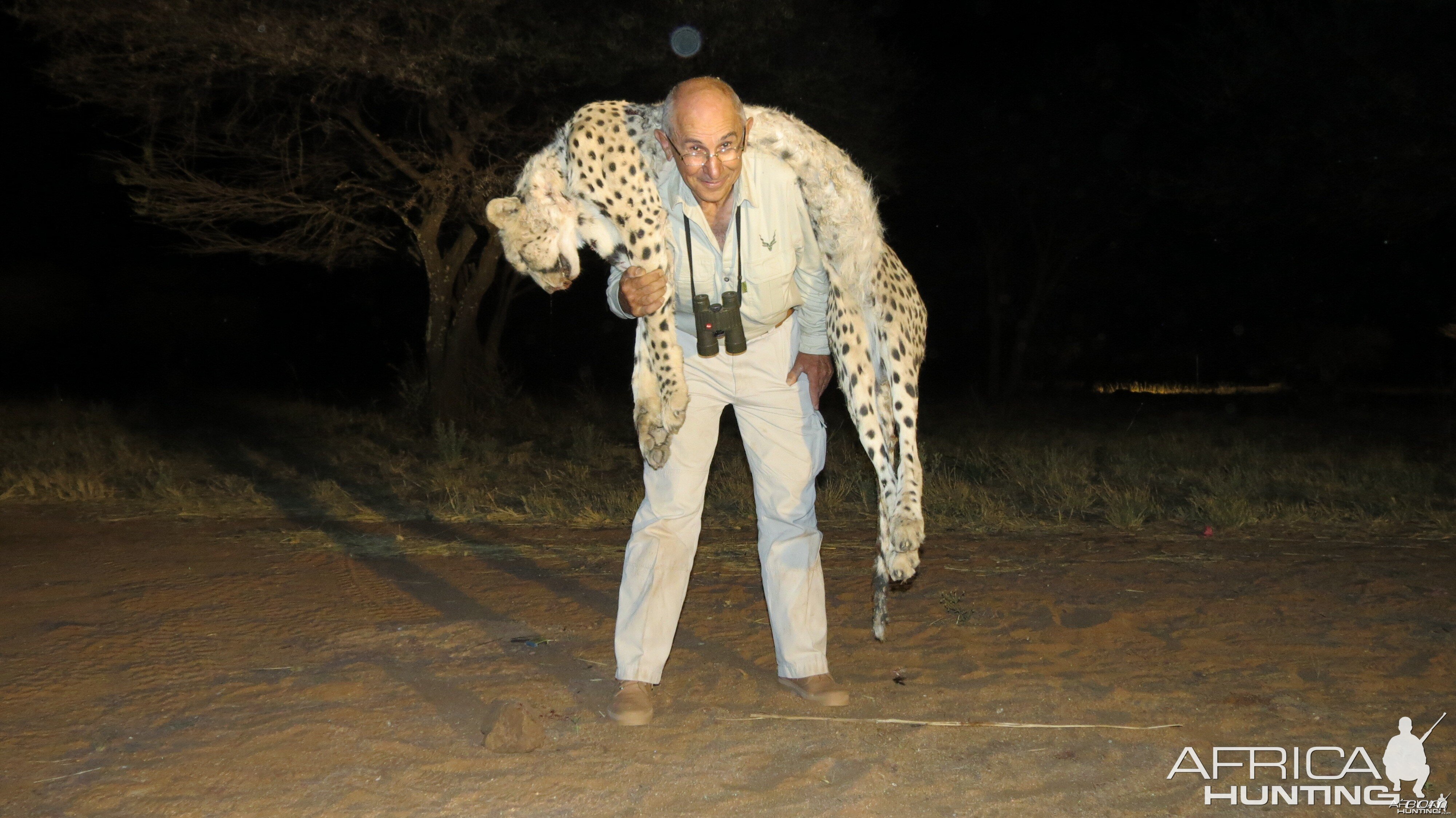 Hunting Cheetah in Namibia