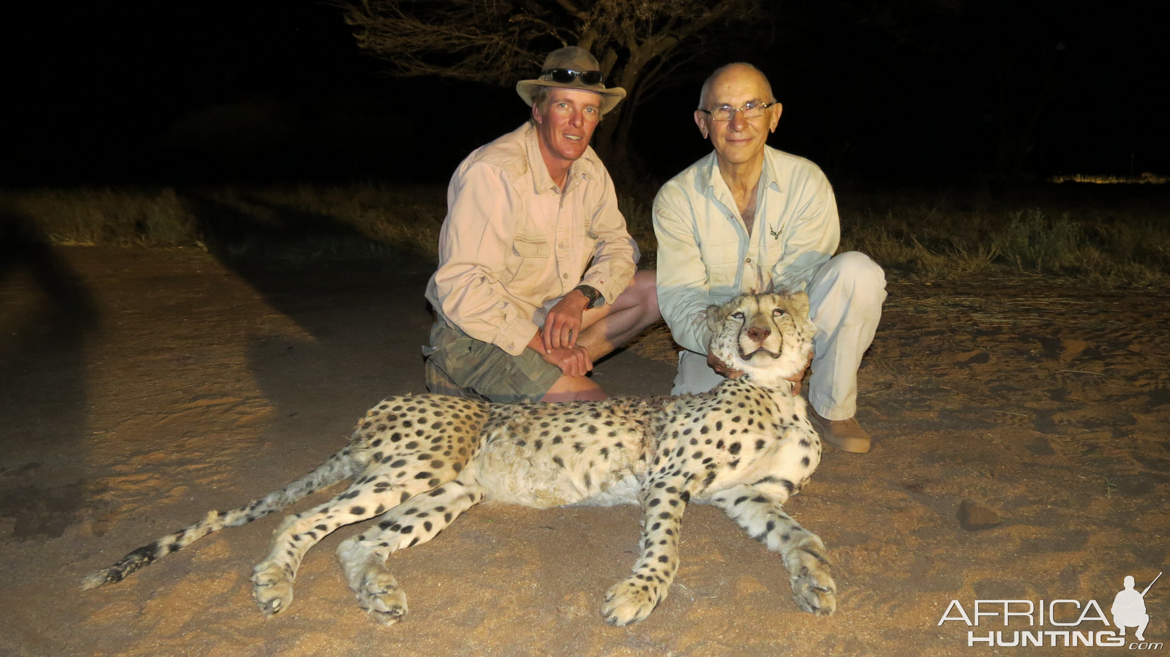 Hunting Cheetah in Namibia