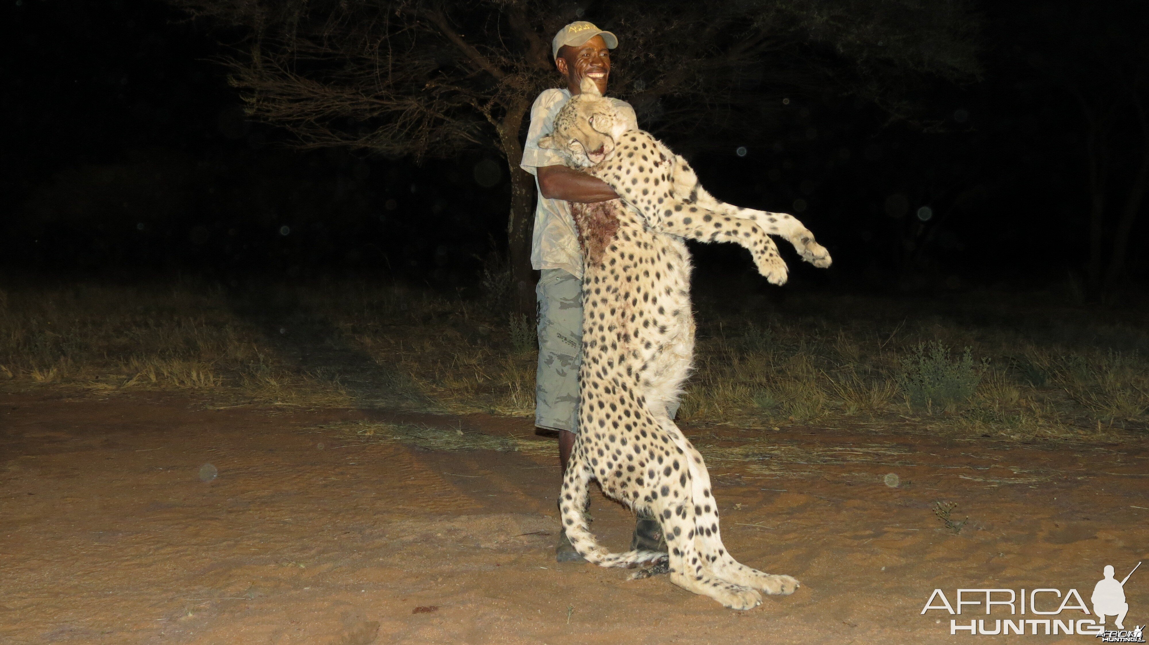 Hunting Cheetah in Namibia