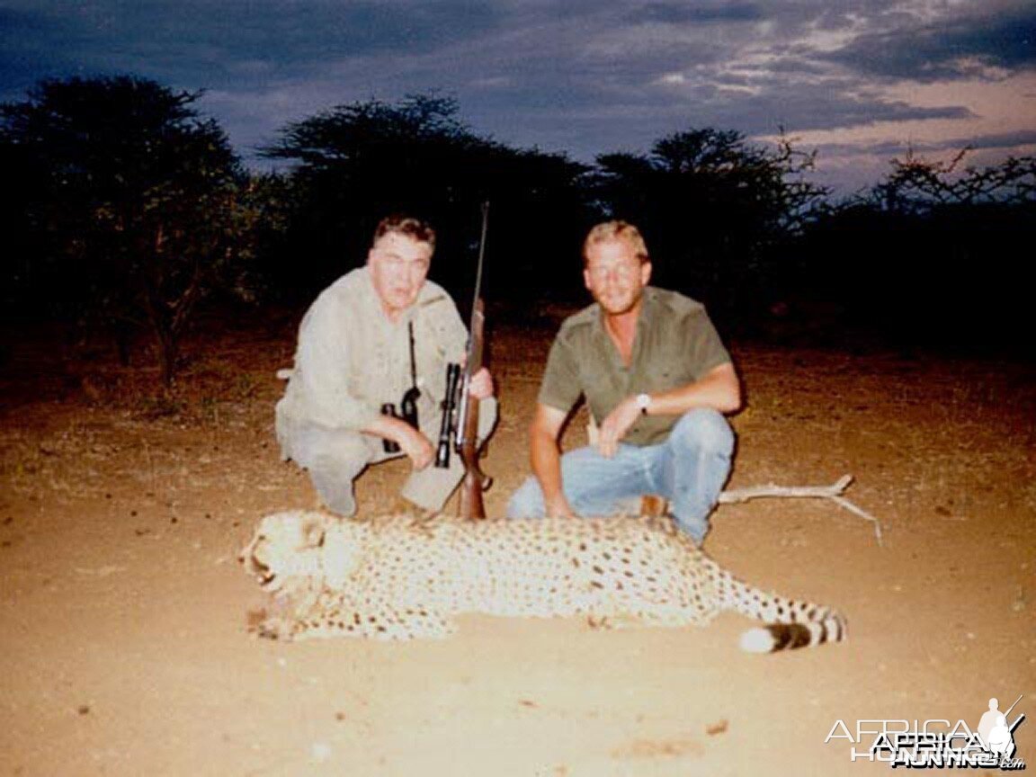 Hunting Cheetah Namibia