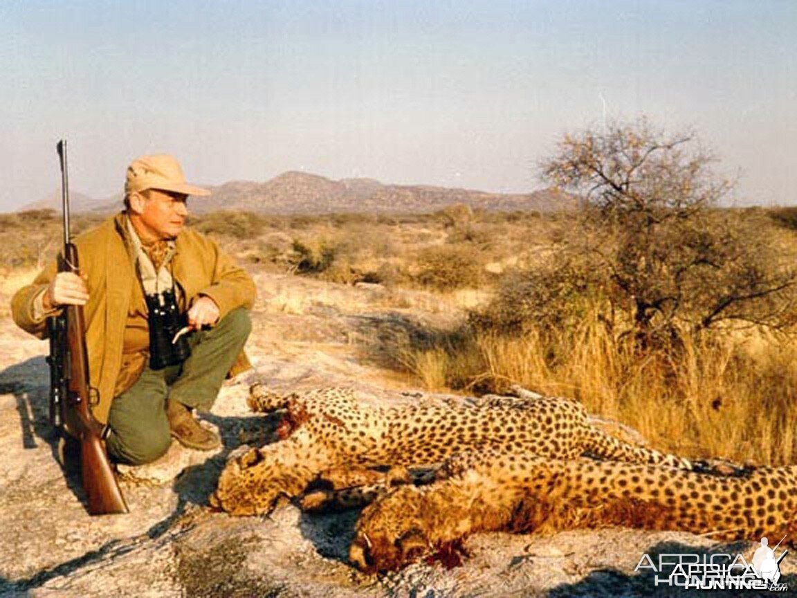 Hunting Cheetah Namibia