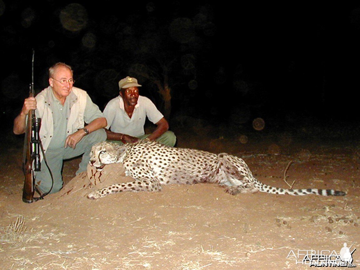 Hunting Cheetah Namibia