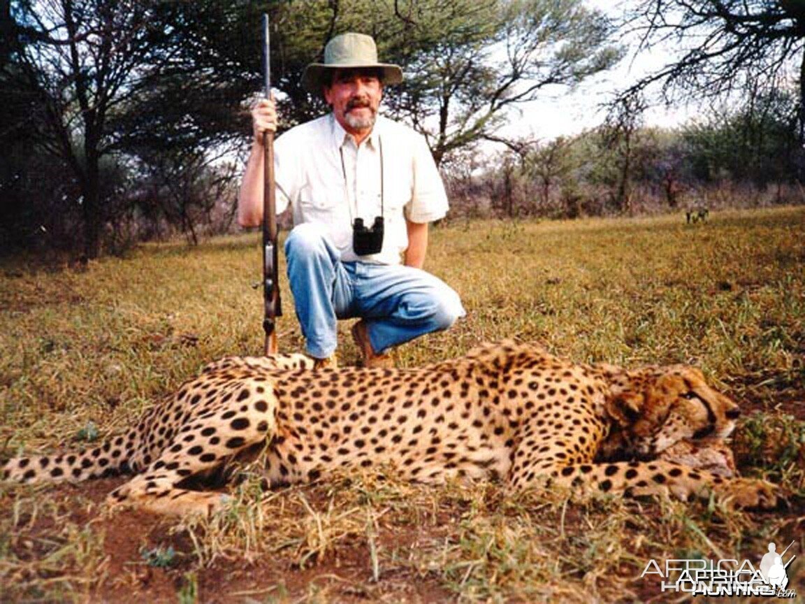 Hunting Cheetah Namibia