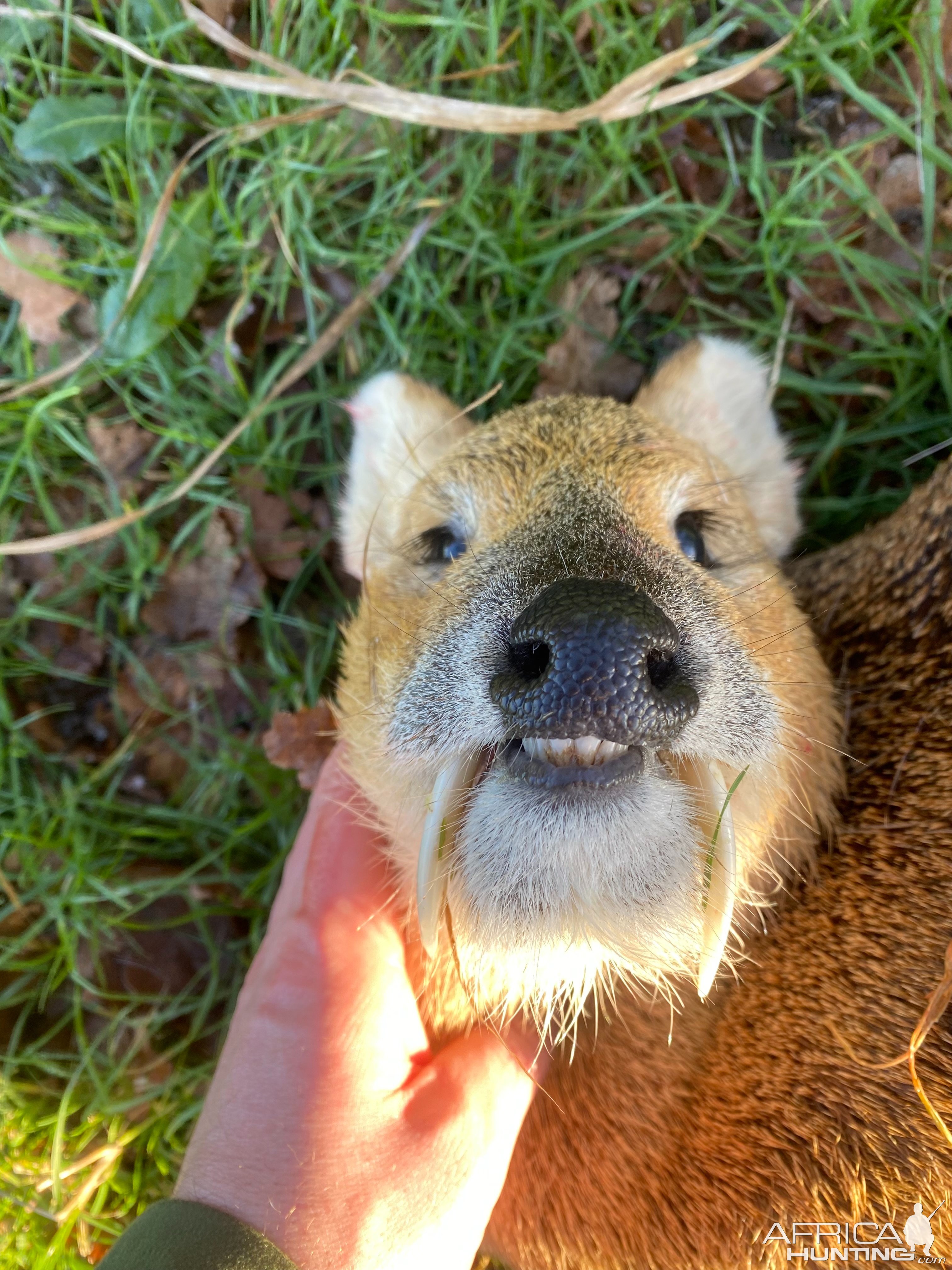 Hunting Chinese Water Deer