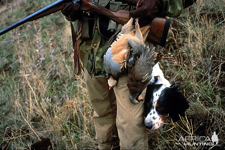 Hunting Chukars