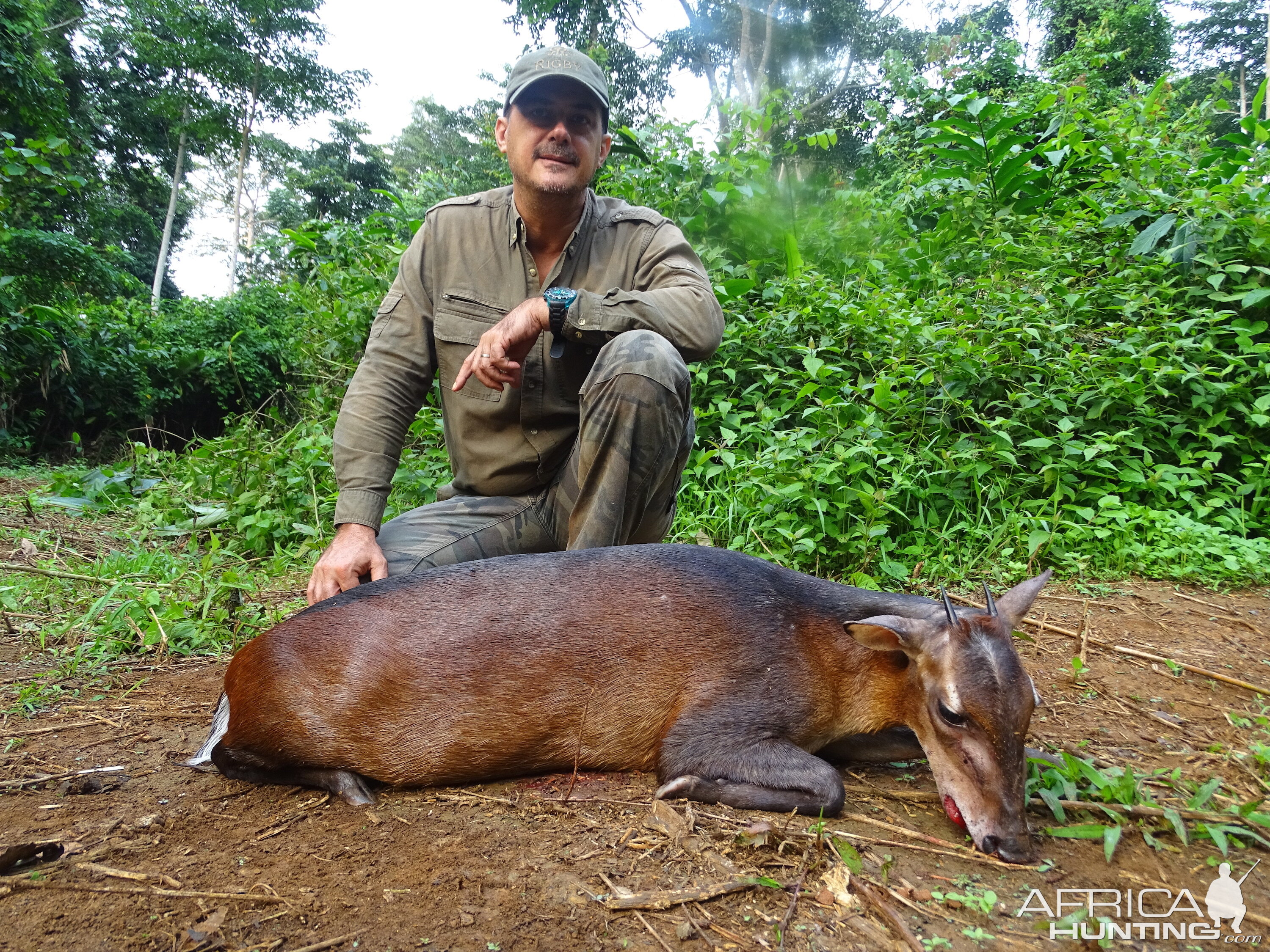 Hunting Congo Bay Duiker