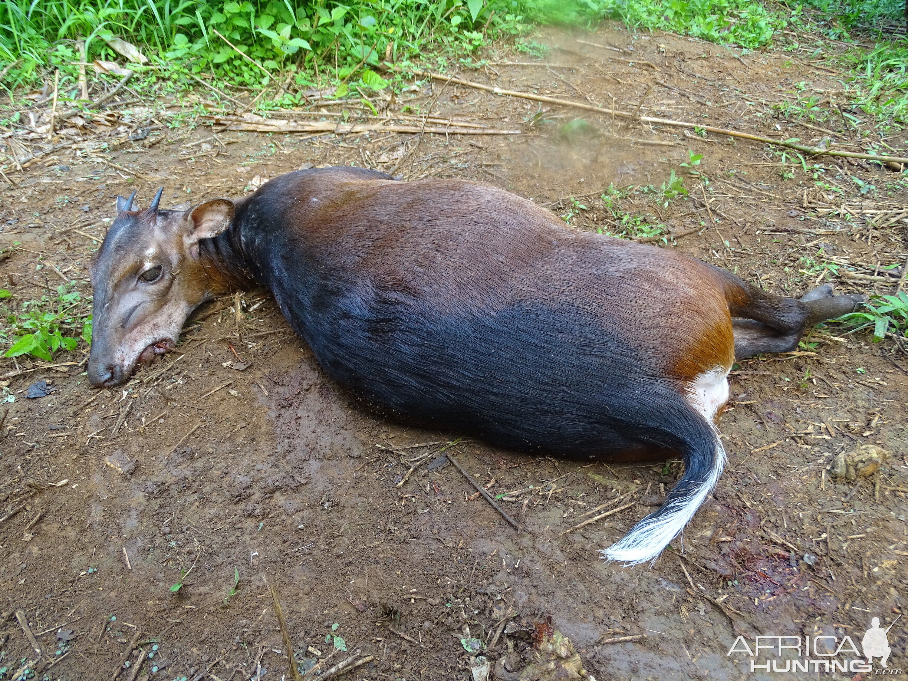 Hunting Congo Bay Duiker