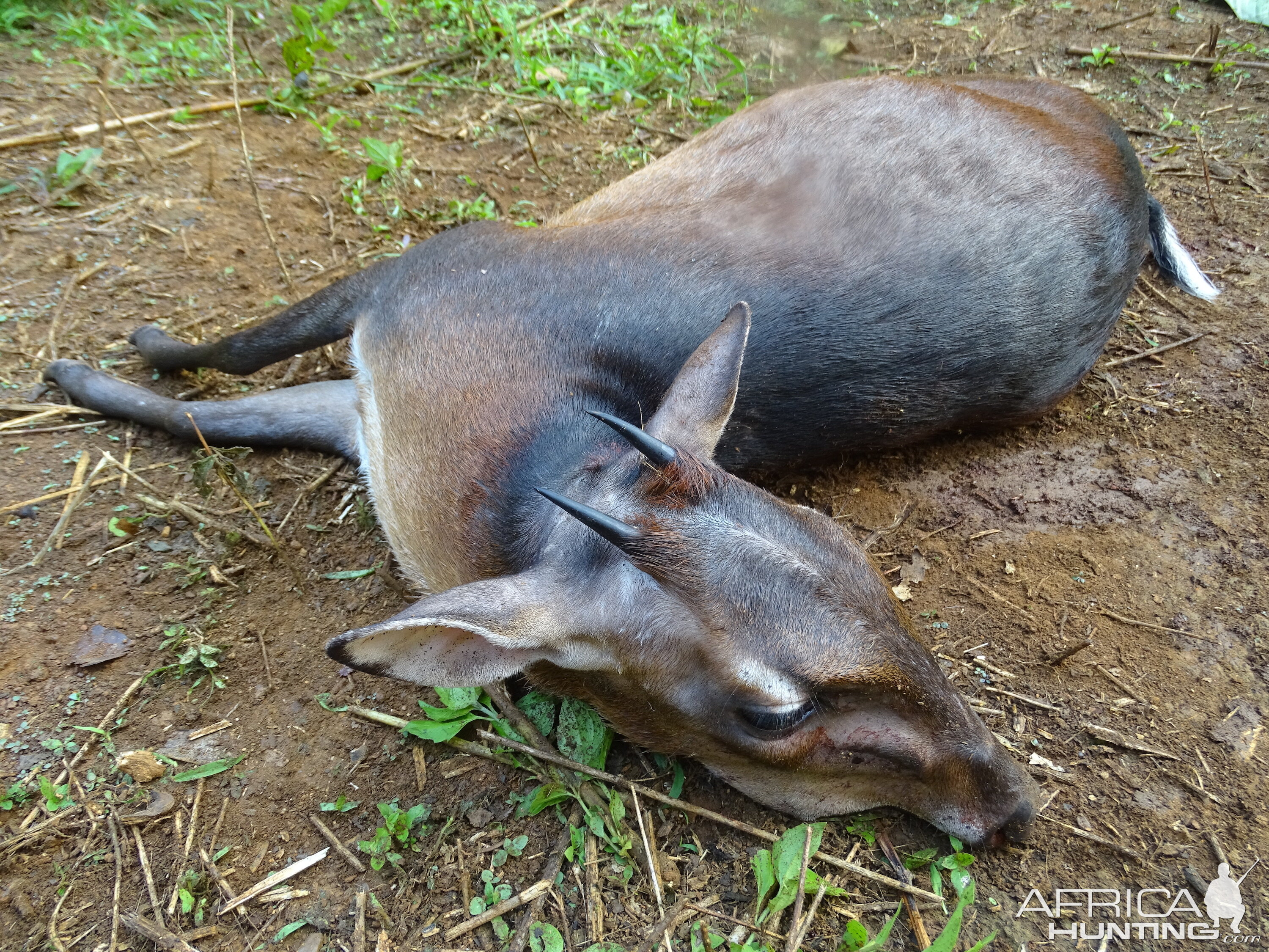 Hunting Congo Bay Duiker