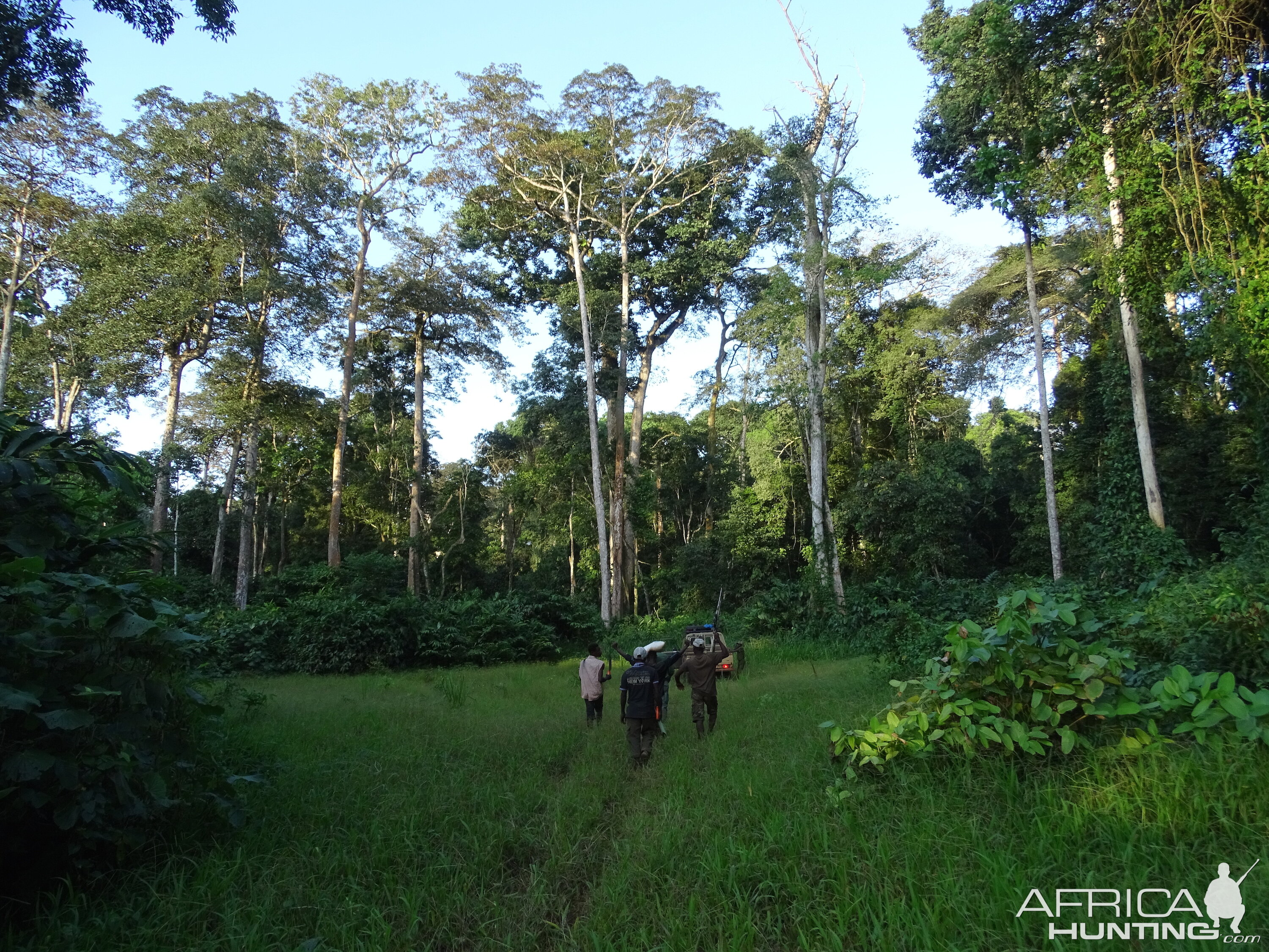 Hunting Congolese jungle