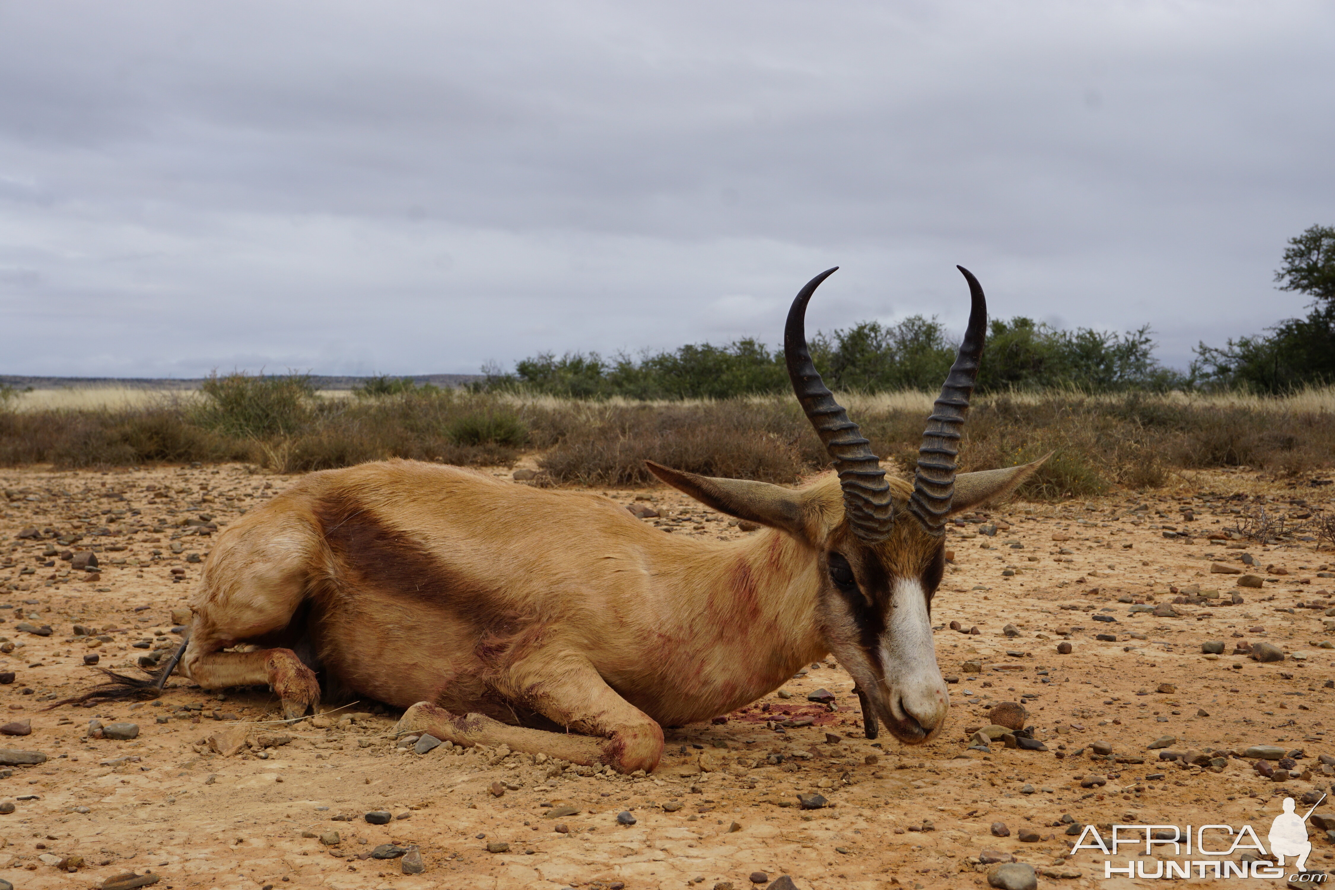 Hunting Copper Springbok in South Africa