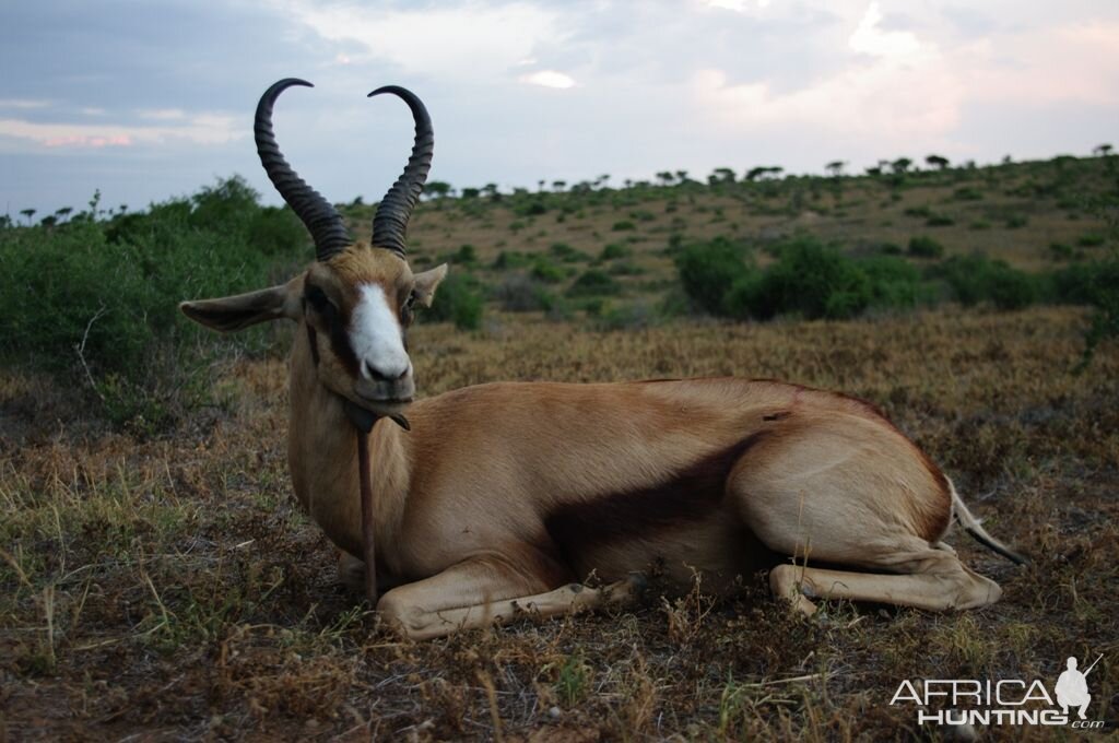 Hunting Copper Springbok in South Africa