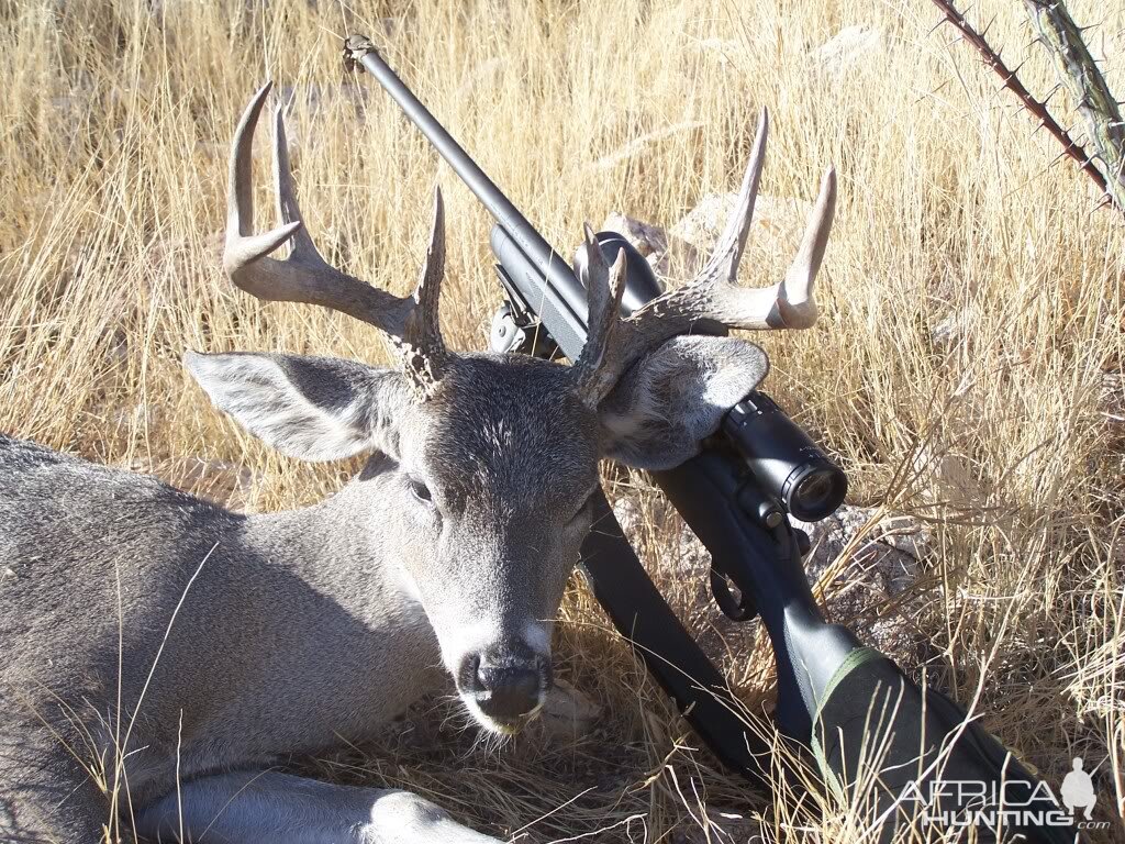 Hunting Coues Deer Arizona