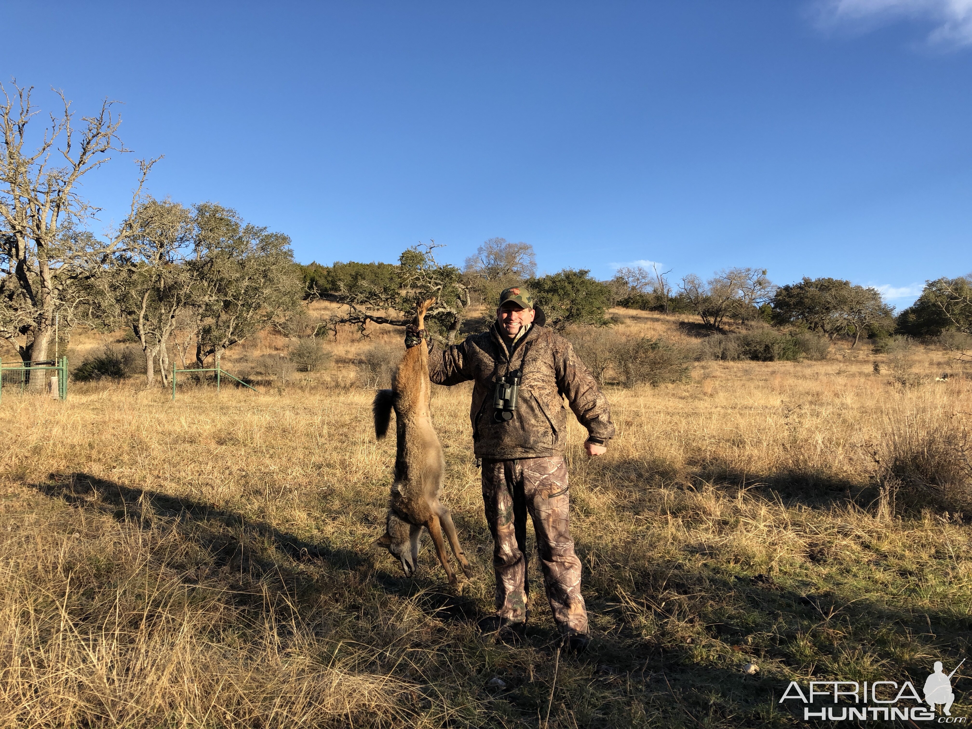 Hunting Coyote in USA