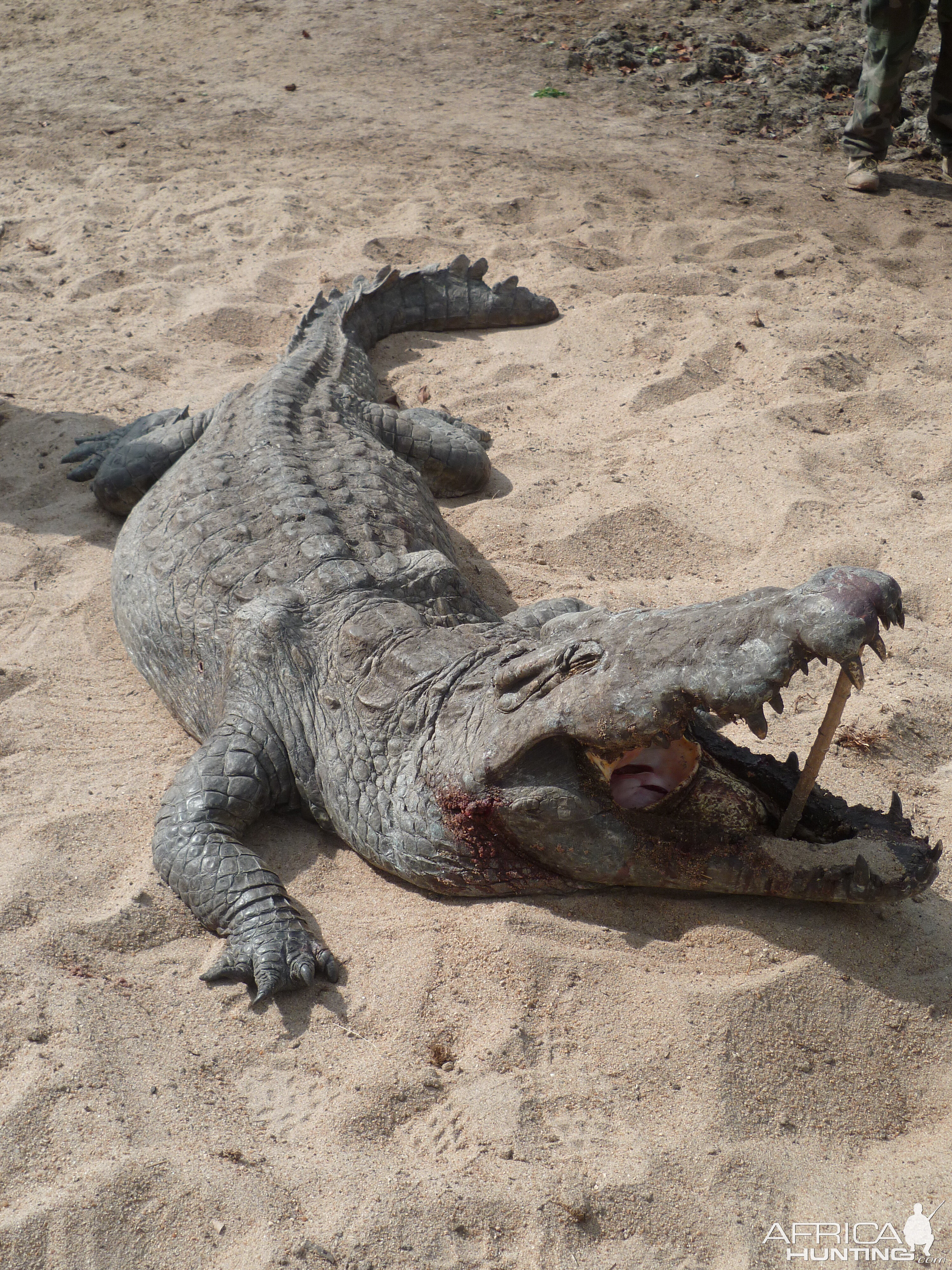 Hunting Croc in Tanzania