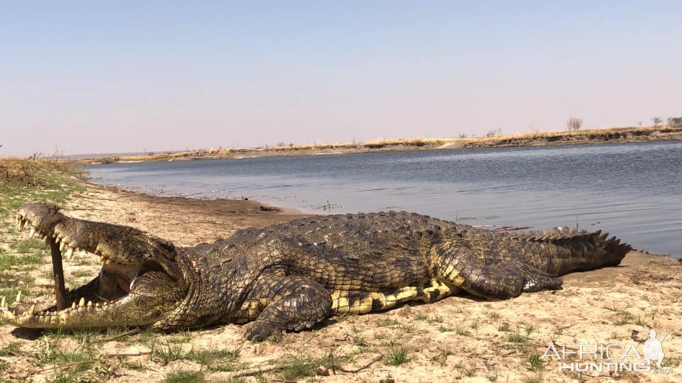 Hunting Crocodile in Caprivi/ Zambesi Region Namibia