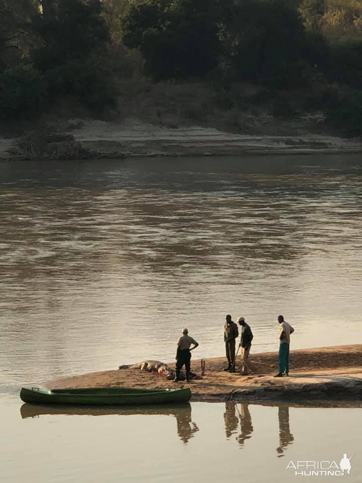 Hunting Crocodile in Luangwa Valley Zambia