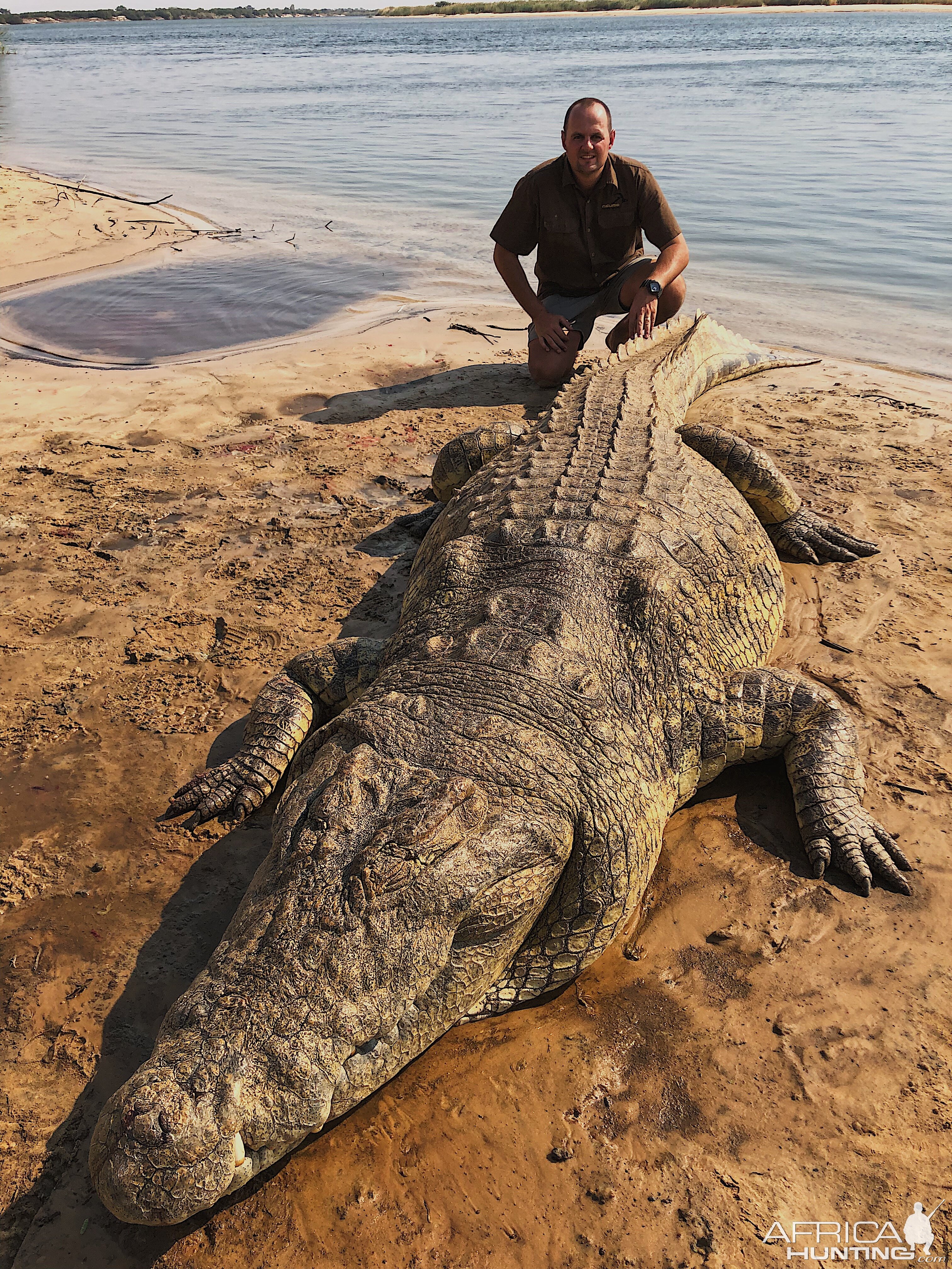 Hunting Crocodile in Namibia