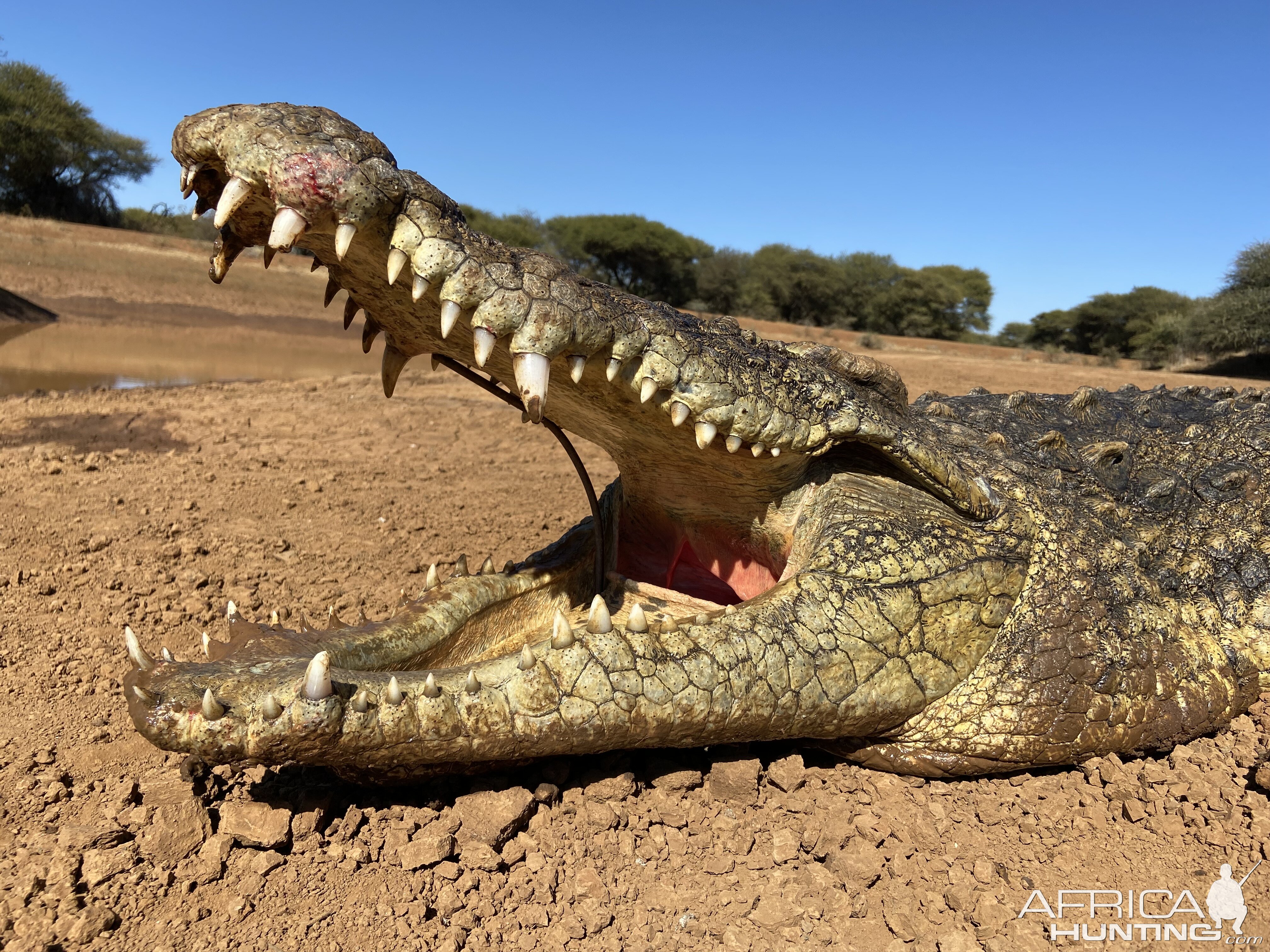 Hunting Crocodile South Africa