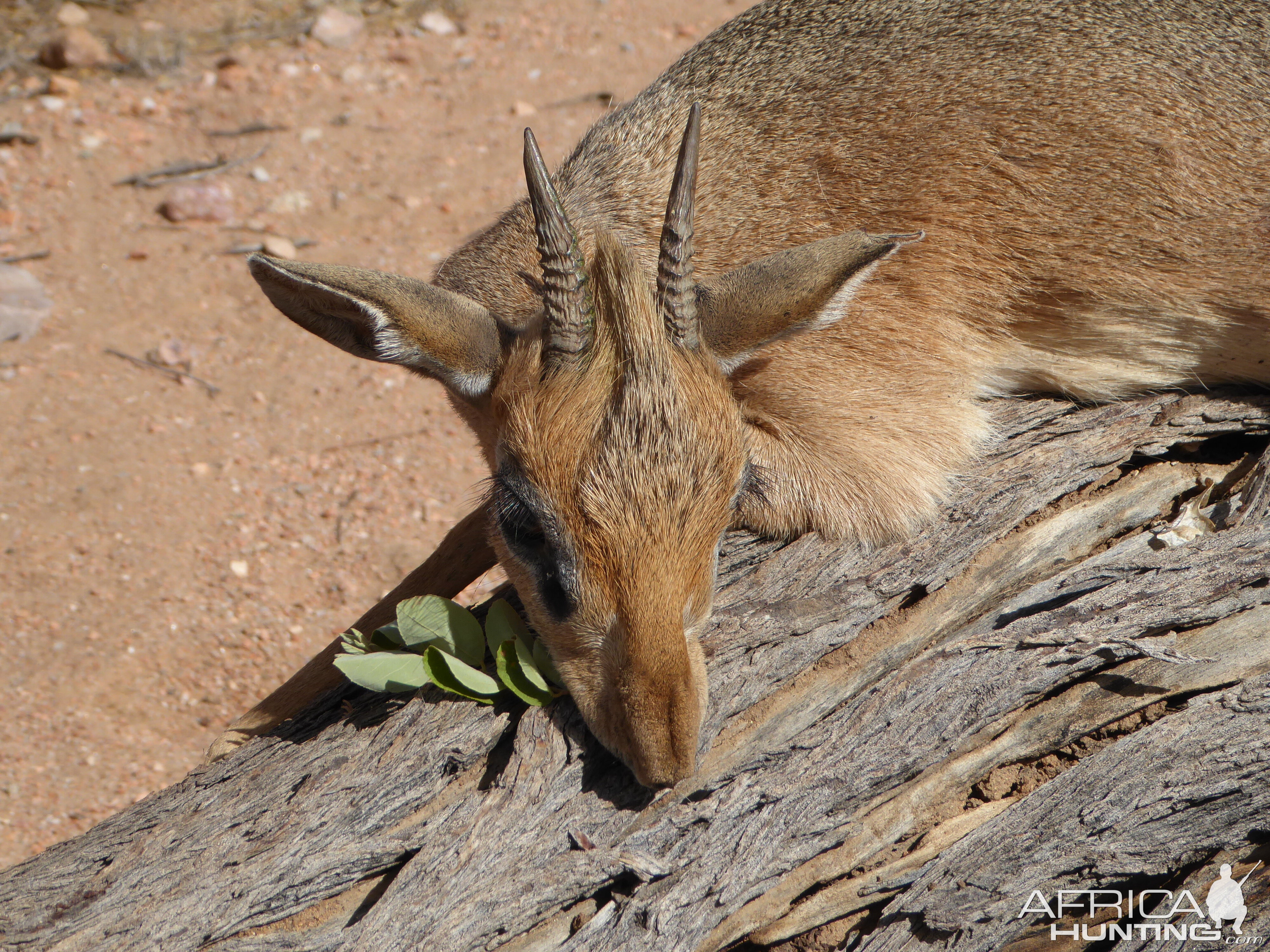 Hunting Damara Dik Dik