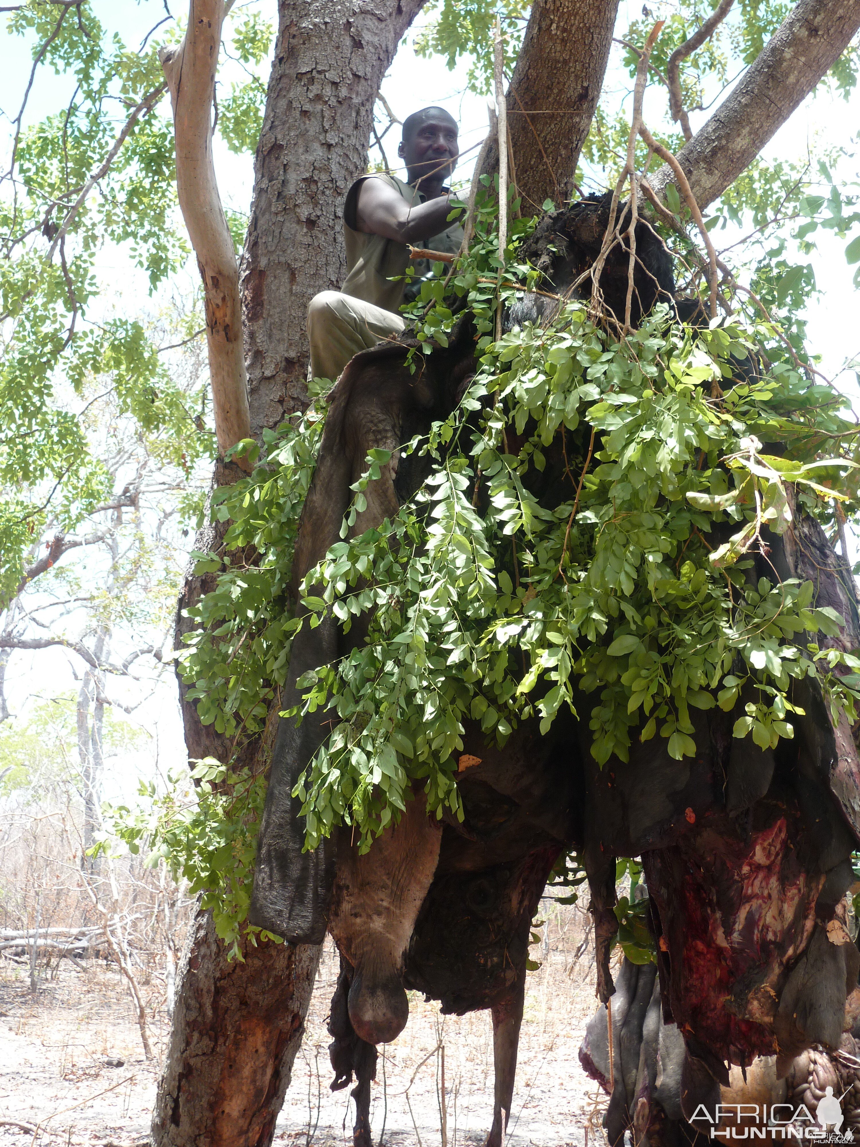 Hunting dangerous game with bait in Tanzania