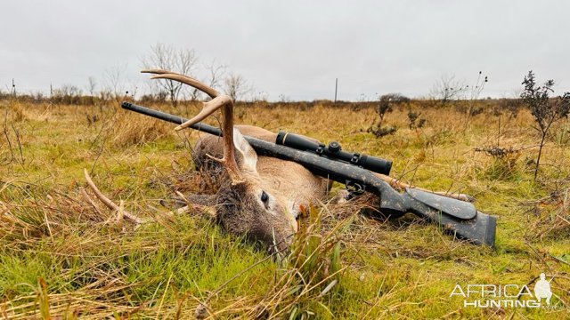 Hunting Deer Northern Texas