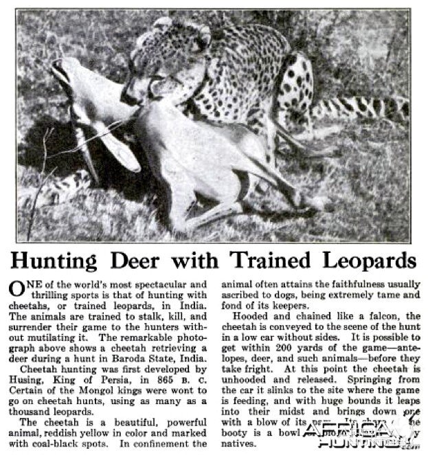 Hunting Deer with Trained Leopards