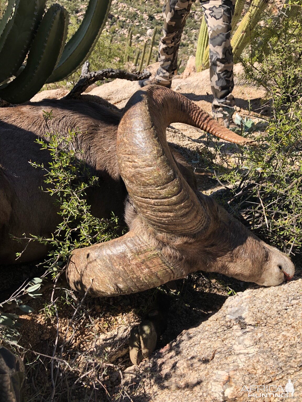 Hunting Desert Bighorn Sheep in Mexico