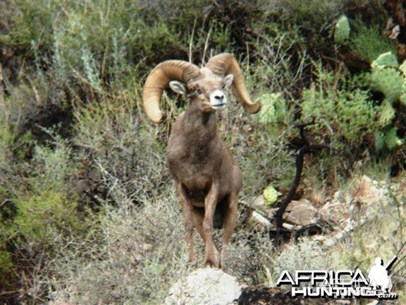 Hunting Desert Bighorn Sheep in Texas