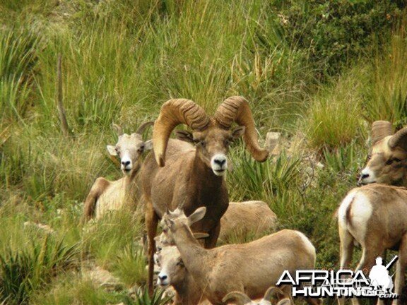 Hunting Desert Bighorn Sheep in Texas