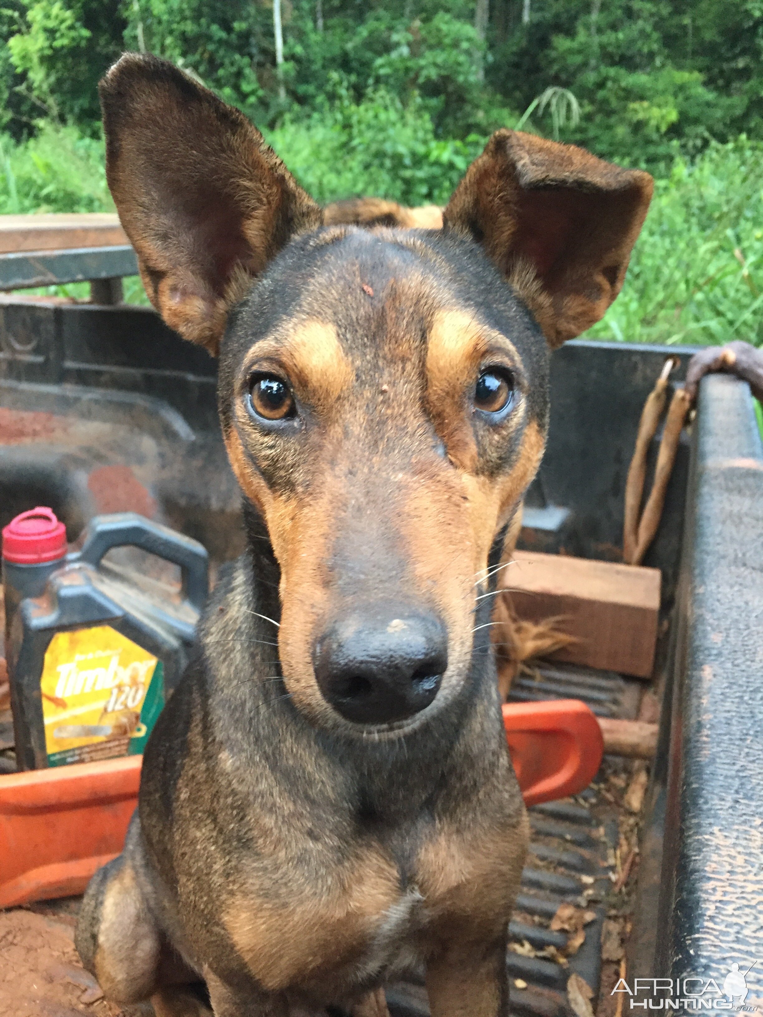 Hunting dog in Congo