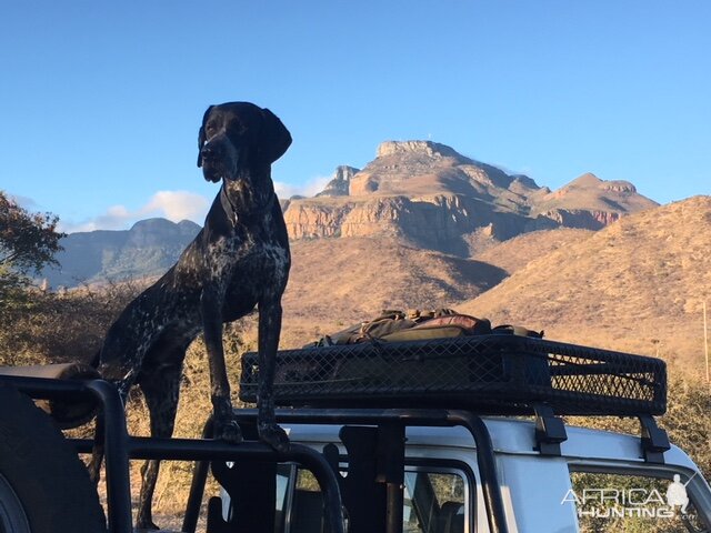 Hunting Dog on back of Hunting vehicle