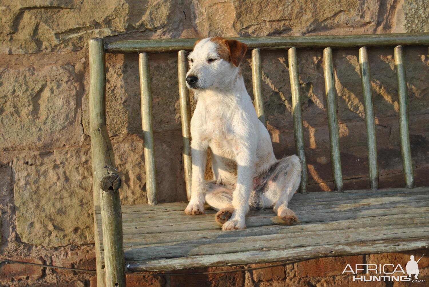 Hunting Dog South Africa