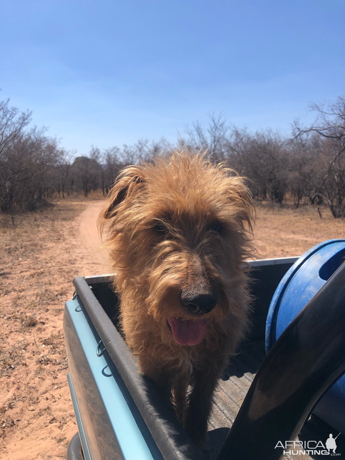 Hunting Dog South Africa