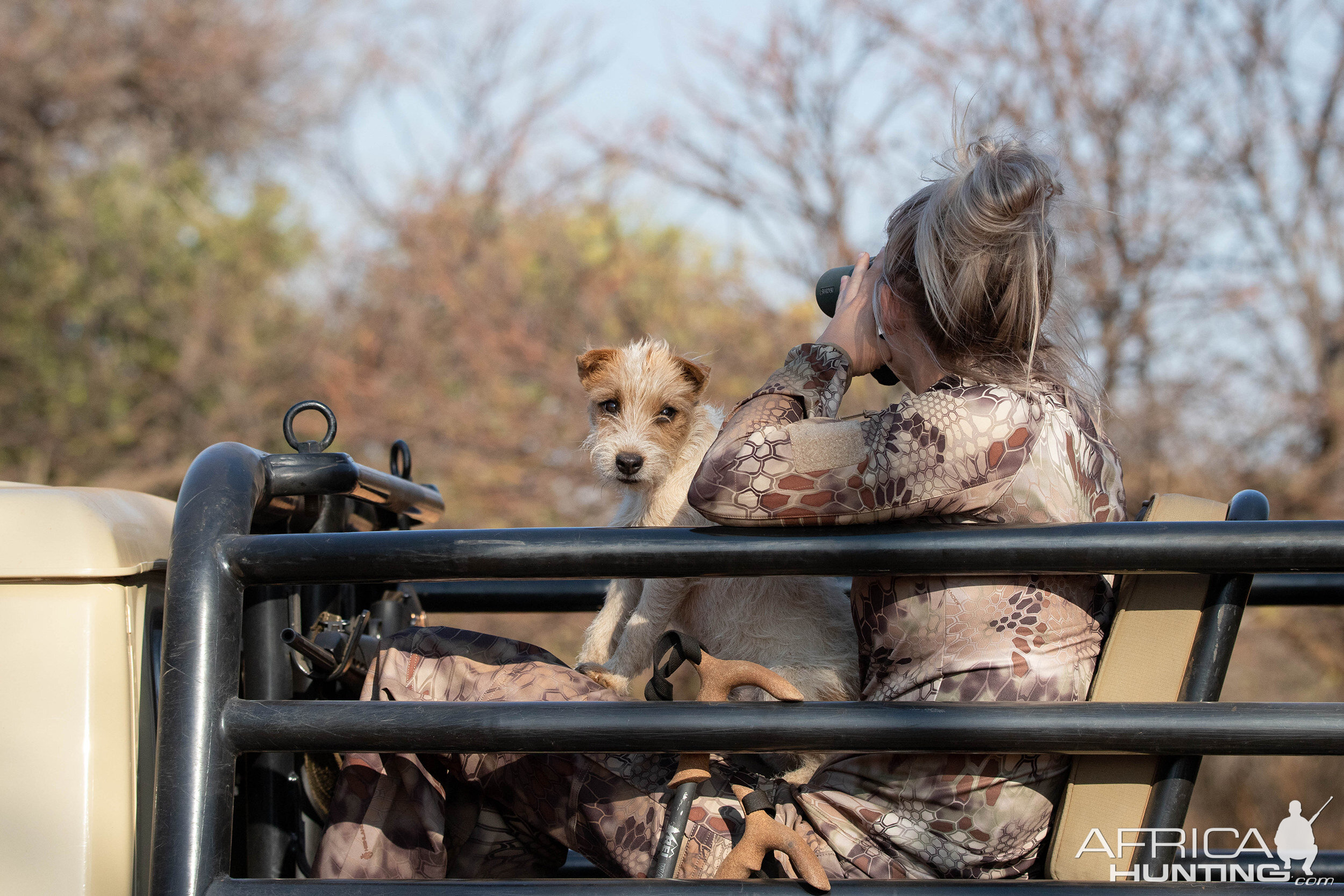 Hunting Dog