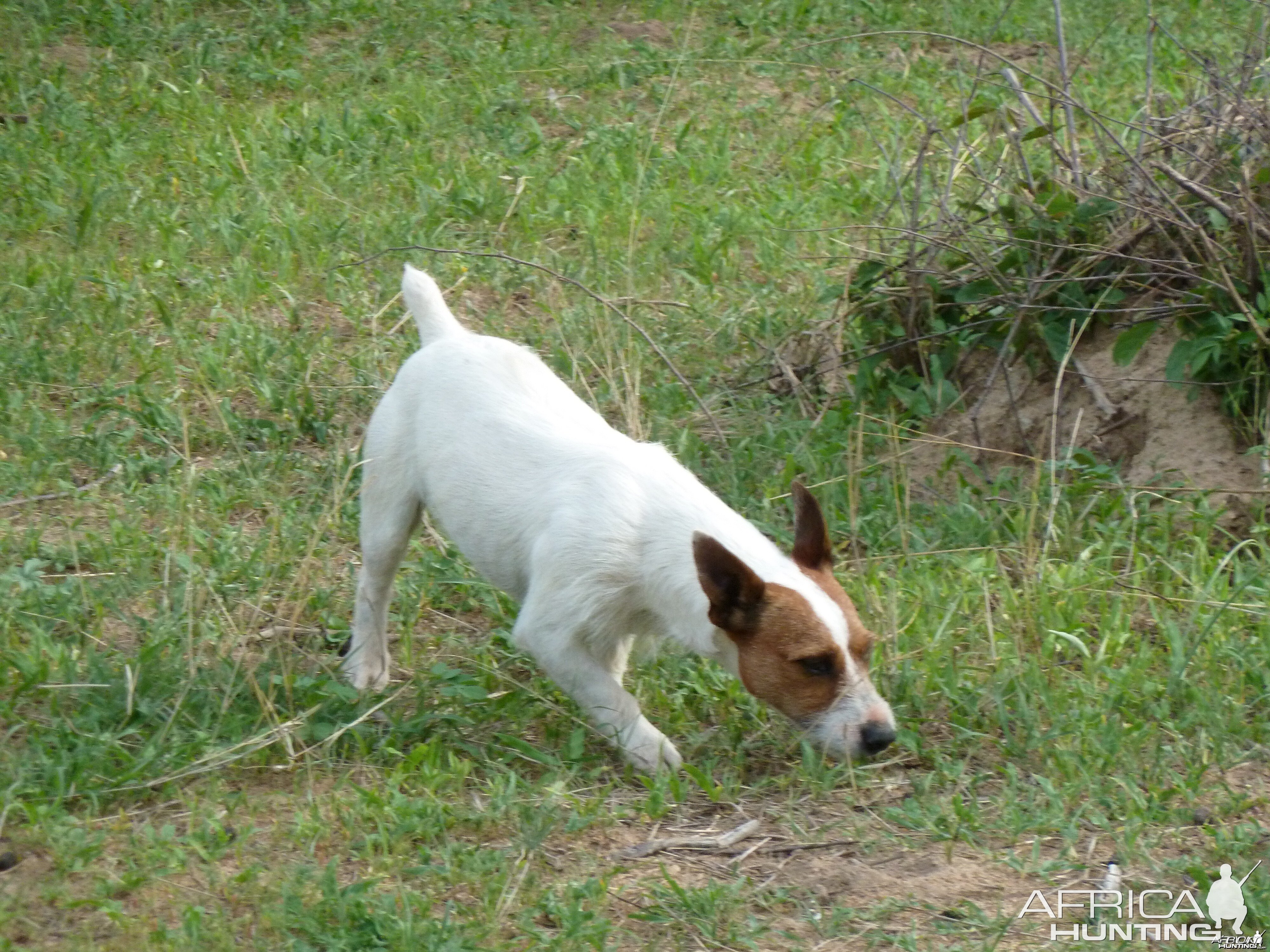 Hunting Dog