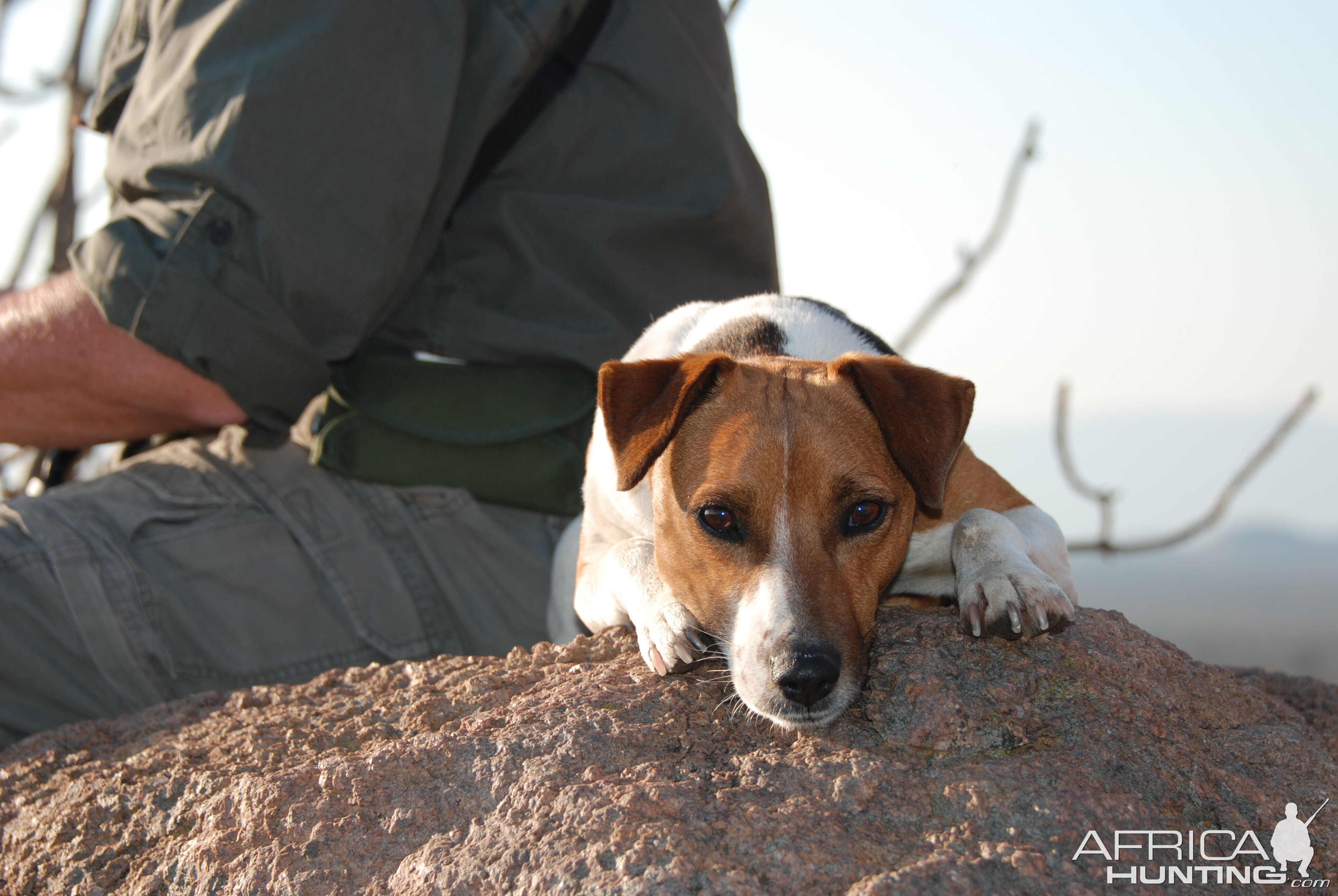 Hunting dog