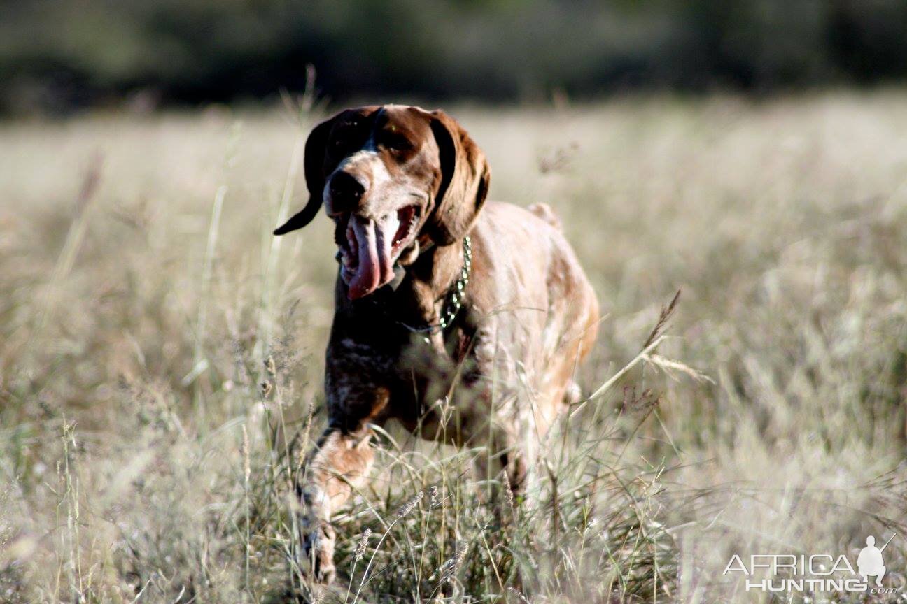 Hunting Dog