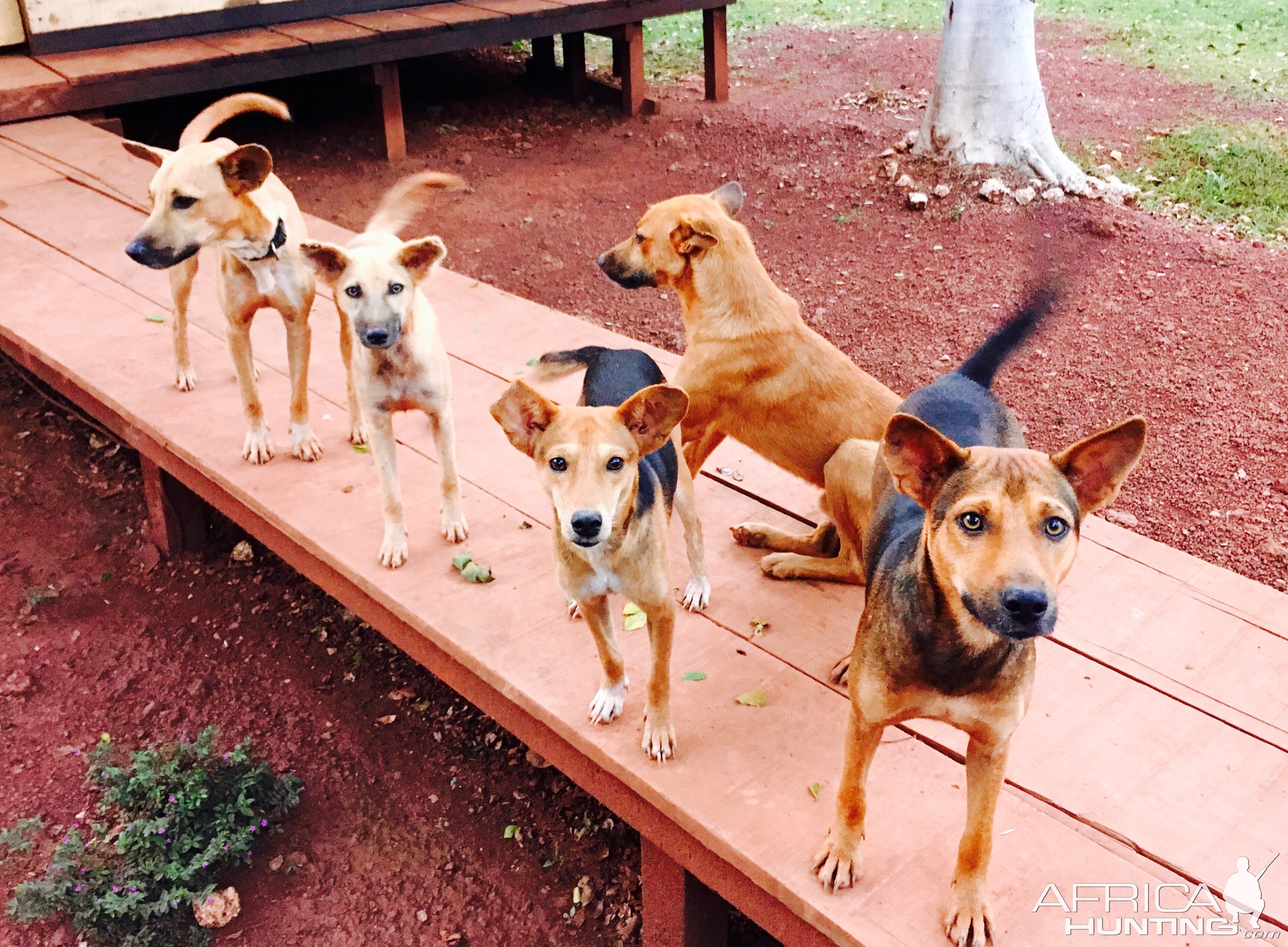 Hunting Dogs Congo