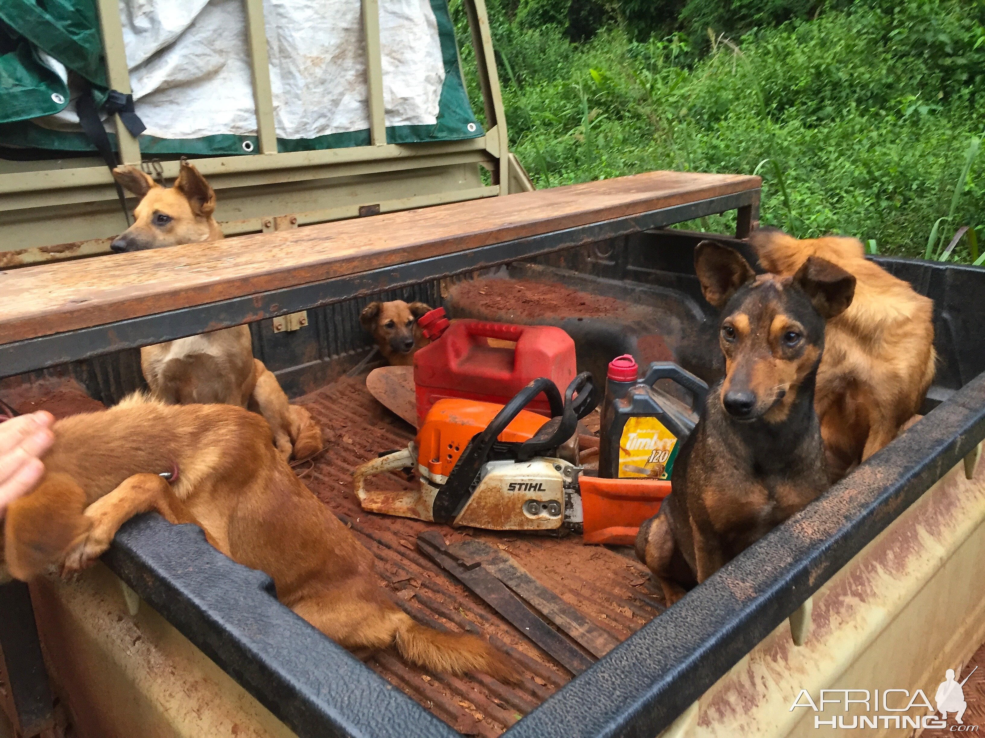 Hunting dogs in Congo